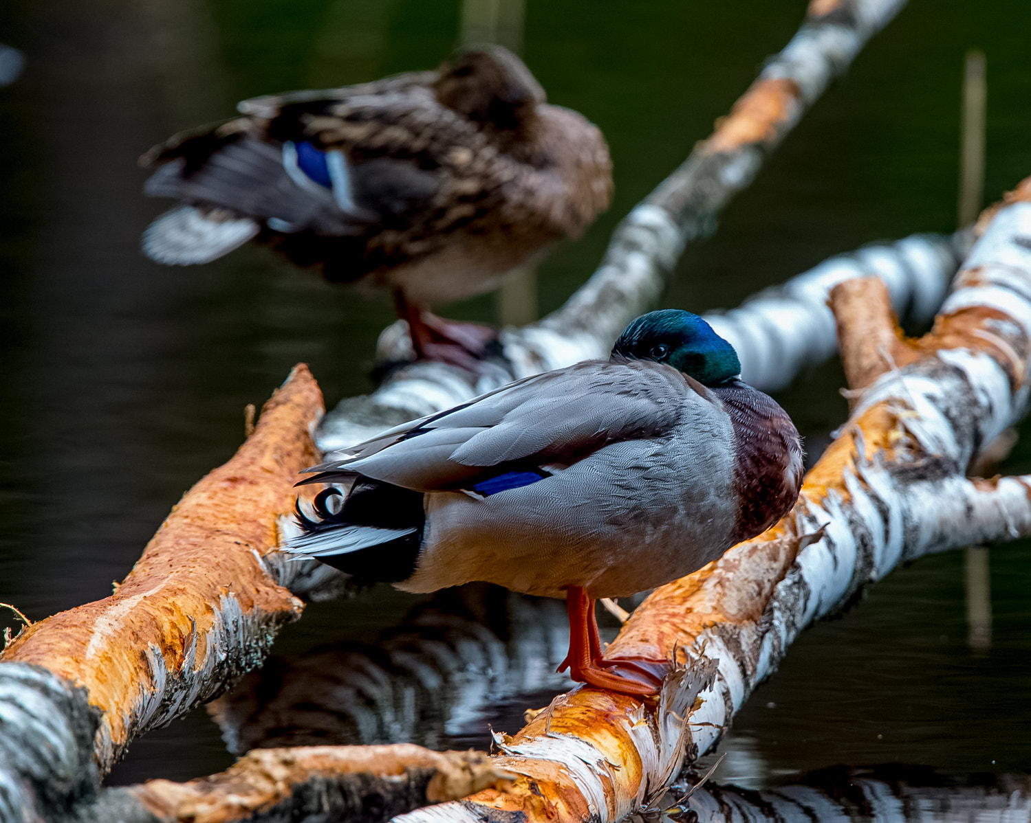 Nikon D4S + Nikon AF-S Nikkor 400mm F2.8G ED VR II sample photo. Spring photography