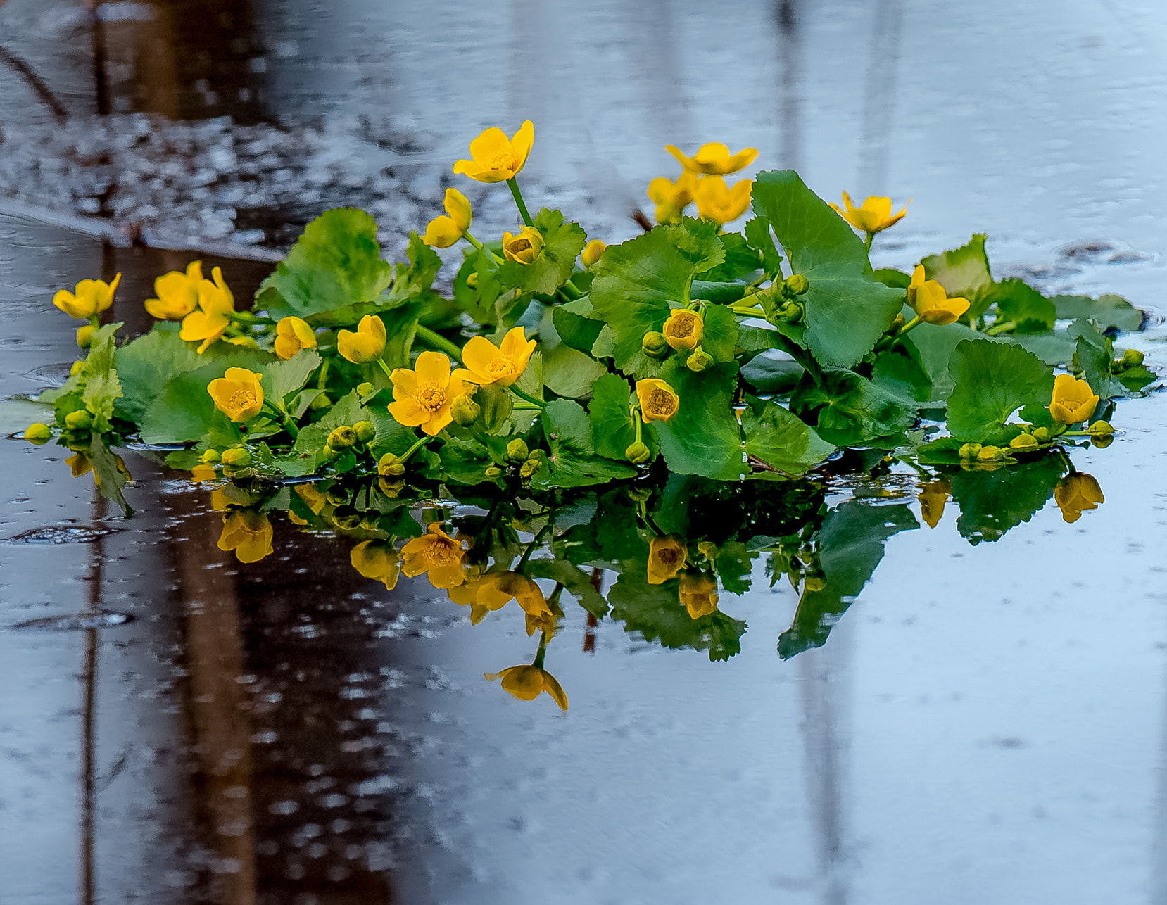 Nikon AF-S Nikkor 400mm F2.8G ED VR II sample photo. Spring flowers photography