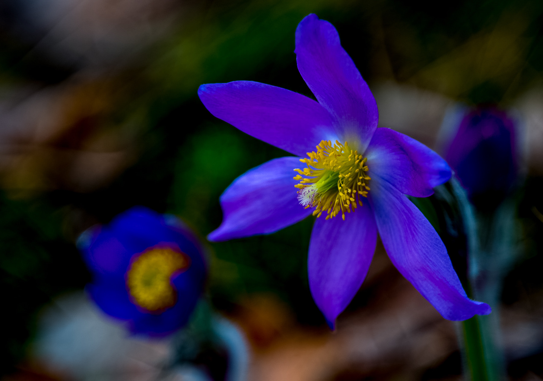Nikon AF-S Nikkor 400mm F2.8G ED VR II sample photo. Spring flowers photography