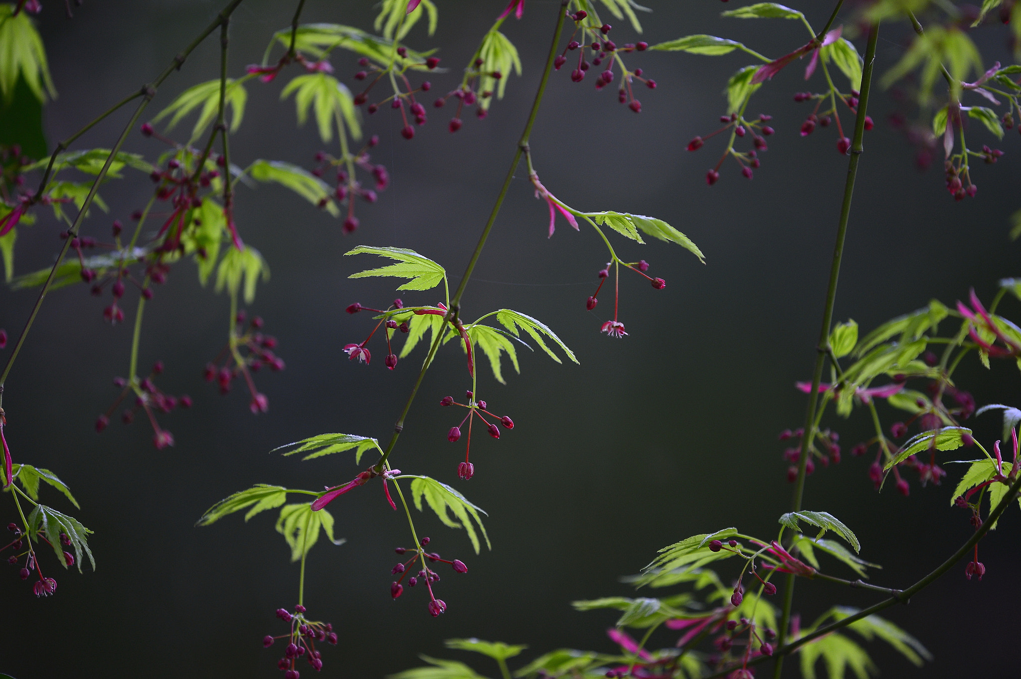 Nikon Nikkor AF-S 300mm F4E PF ED VR sample photo. Red & green dance photography