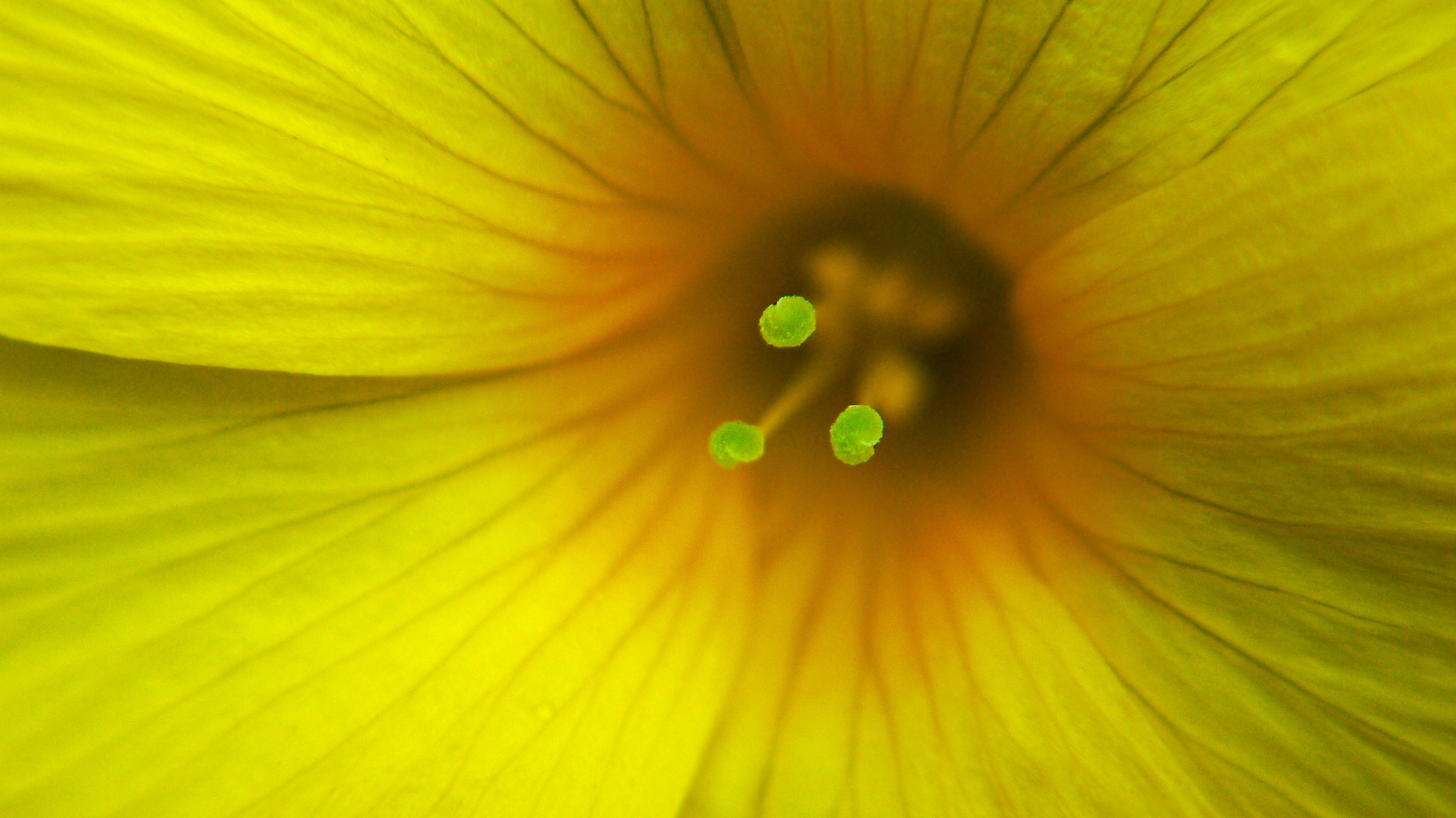 Panasonic Lumix DMC-G10 sample photo. Stamens photography