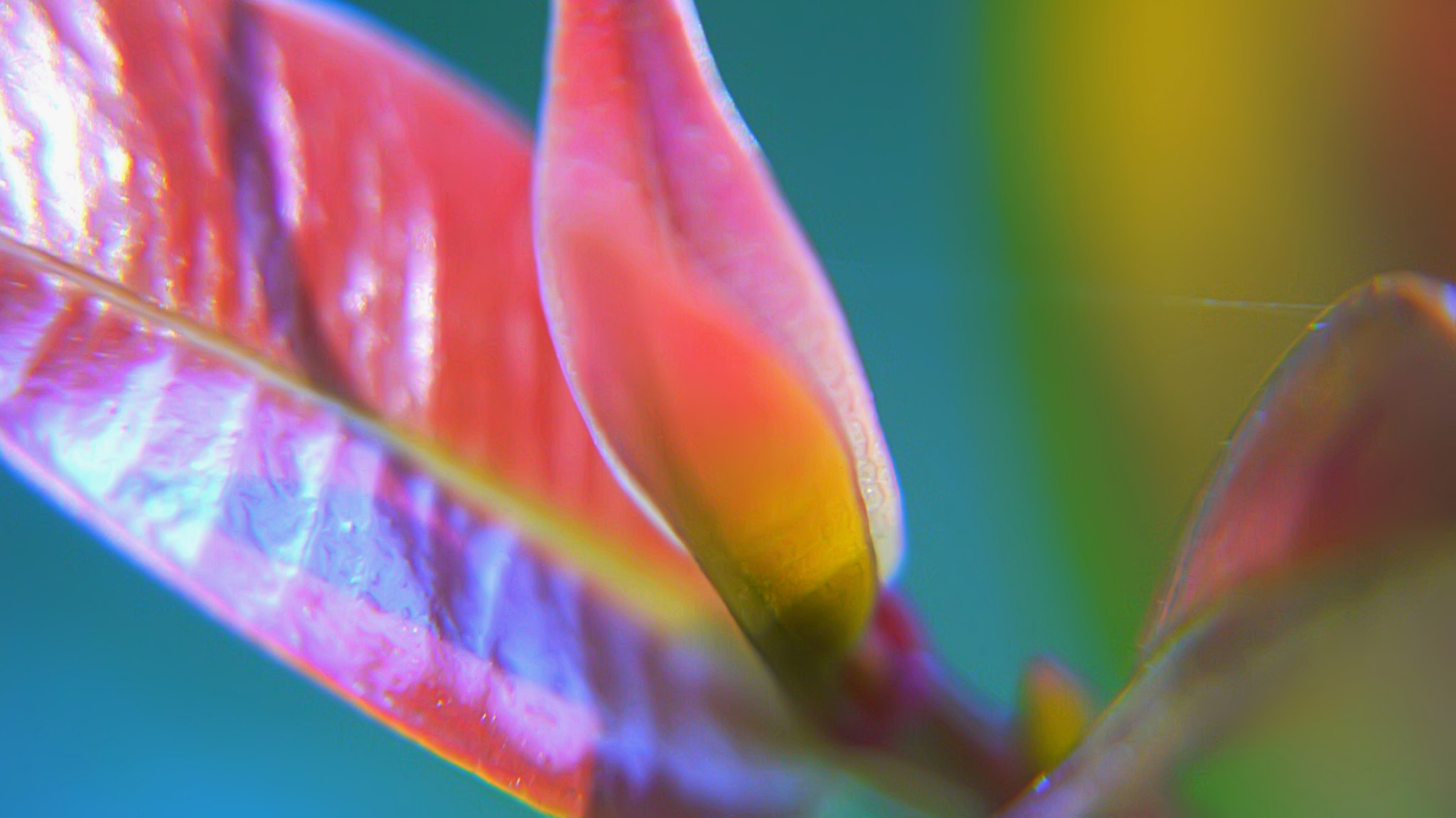 Panasonic Lumix DMC-G10 sample photo. Rainbow leaves photography