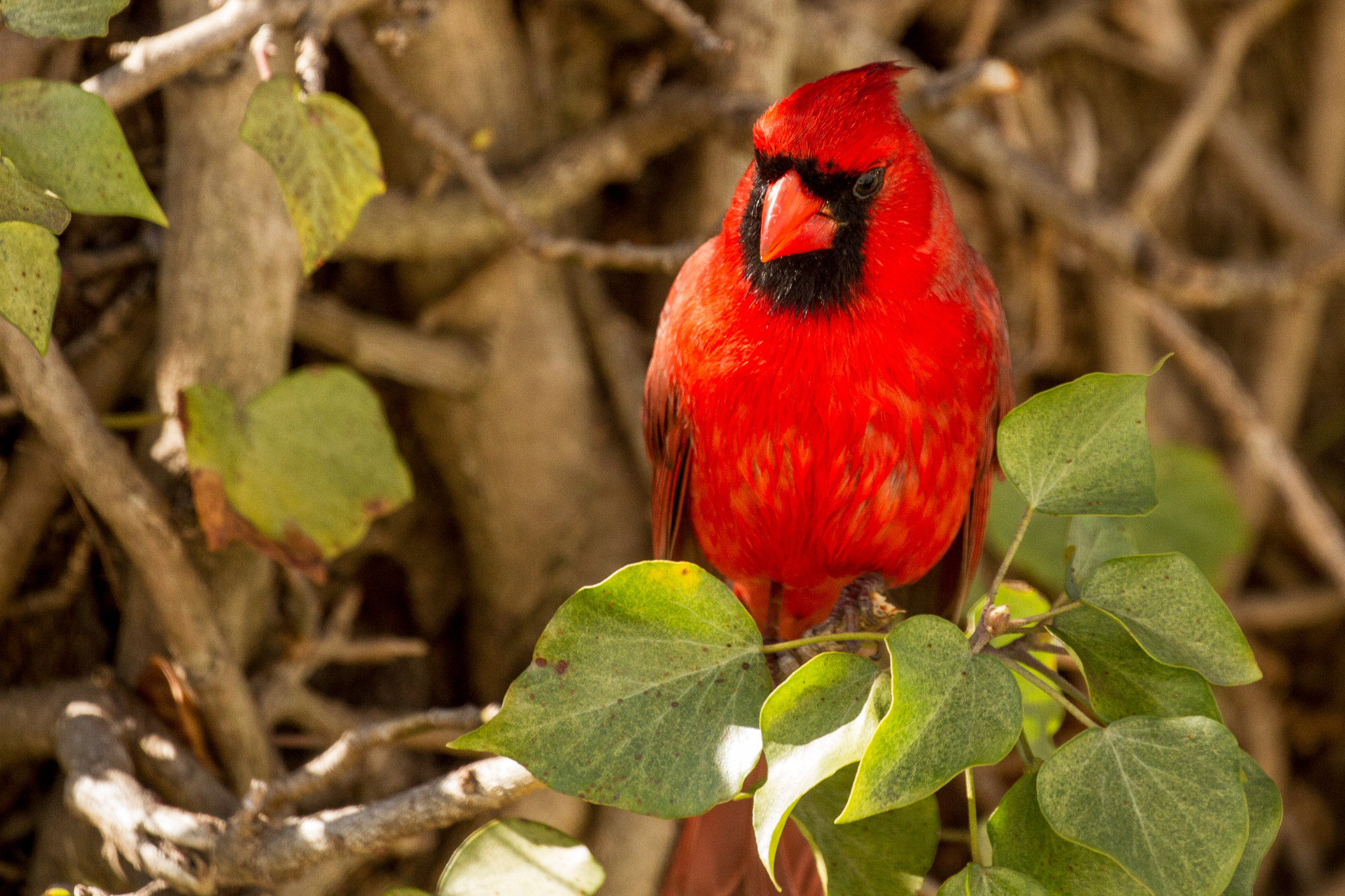 Canon EF 100-400mm F4.5-5.6L IS II USM sample photo. Northern cardinal drops by to say hello photography