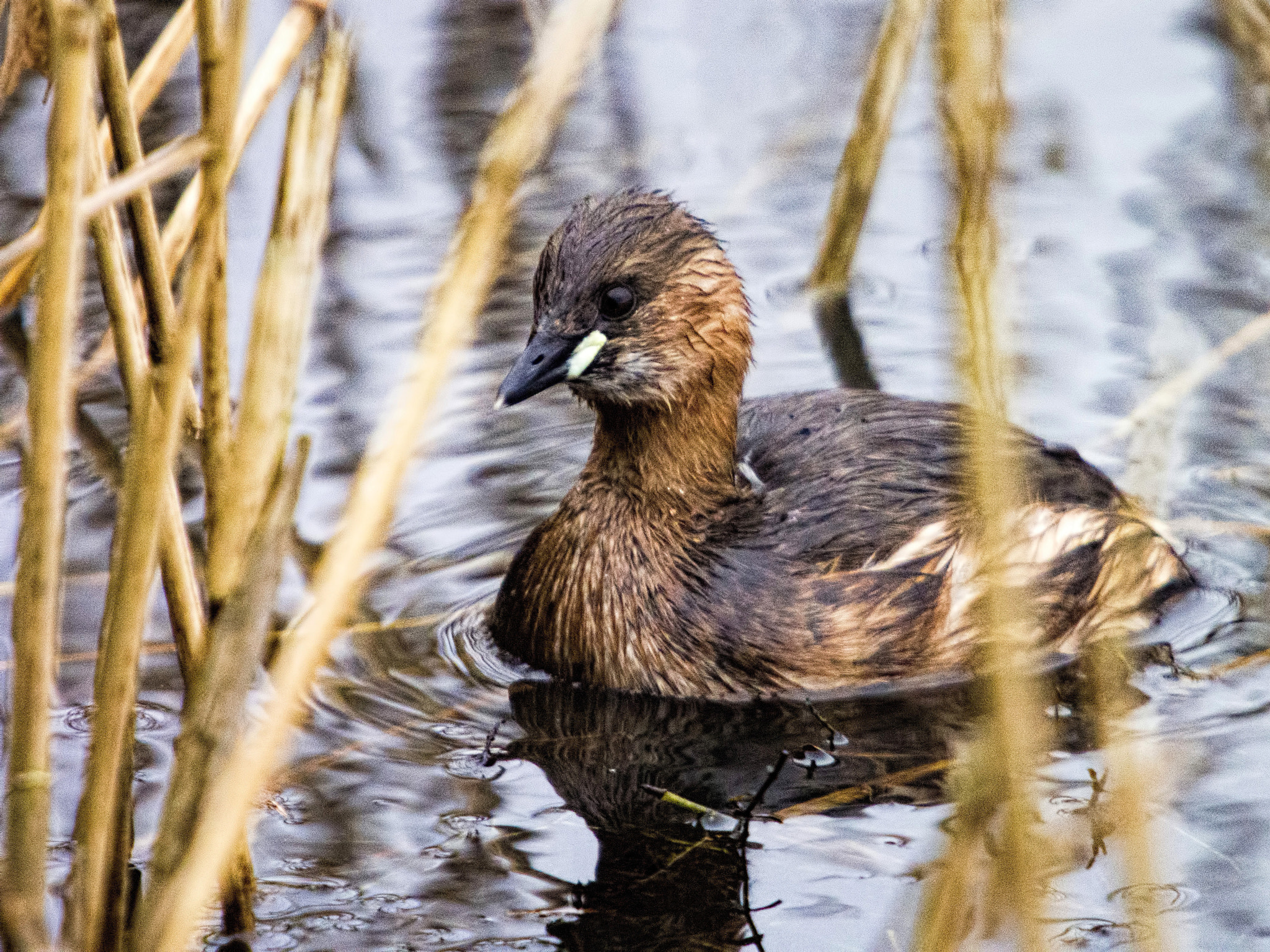 Olympus OM-D E-M5 + SIGMA 50-500mm F4-6.3 DG HSM sample photo. A grebe in the reed photography