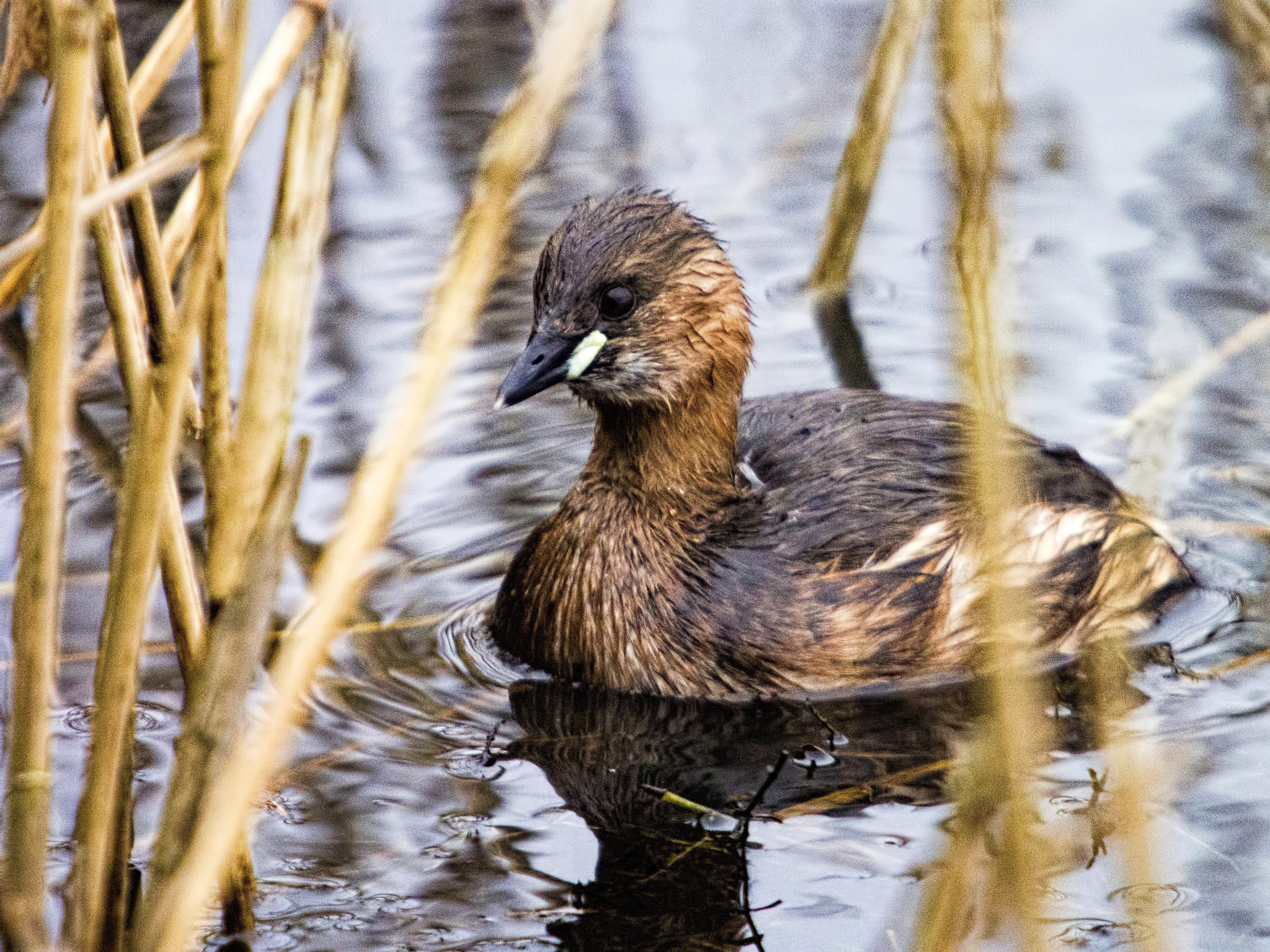 Olympus OM-D E-M5 sample photo. A grebe in the reed photography