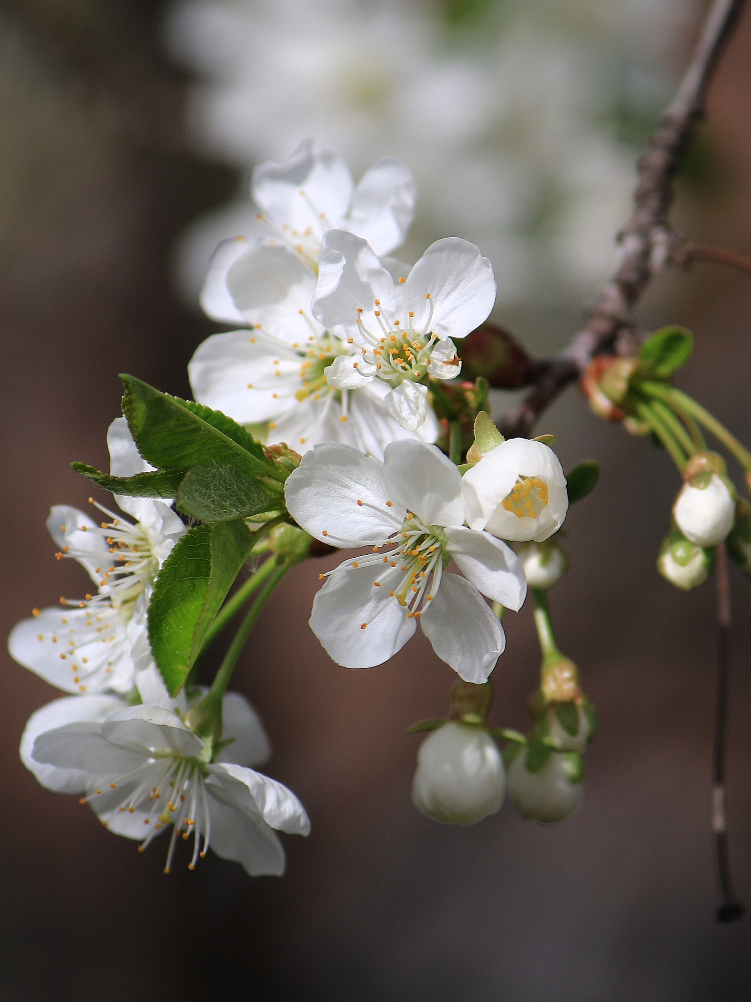 Canon EF-S 55-250mm F4-5.6 IS sample photo. Dream photography