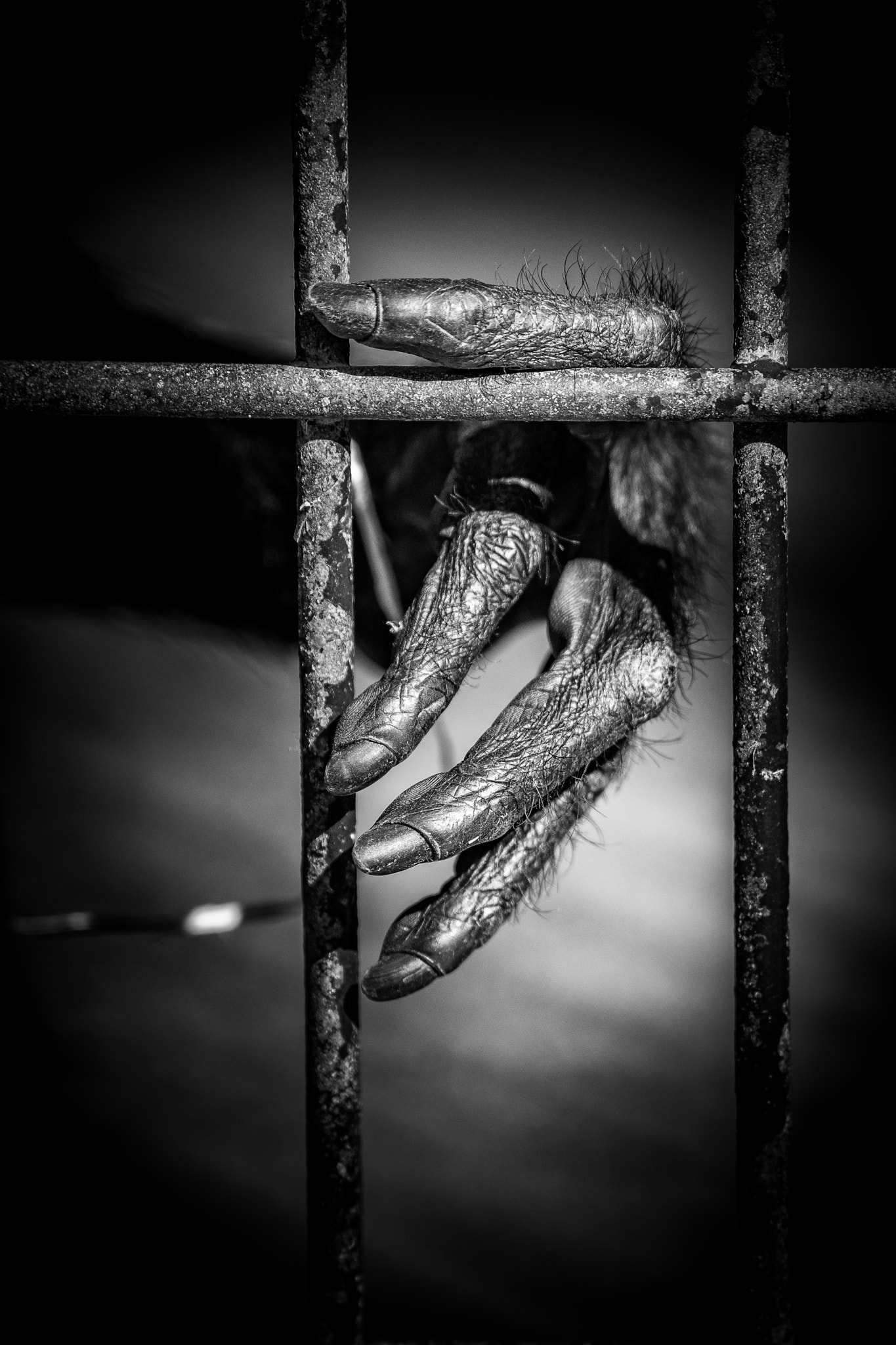 Sony SLT-A68 sample photo. Behind bars photography
