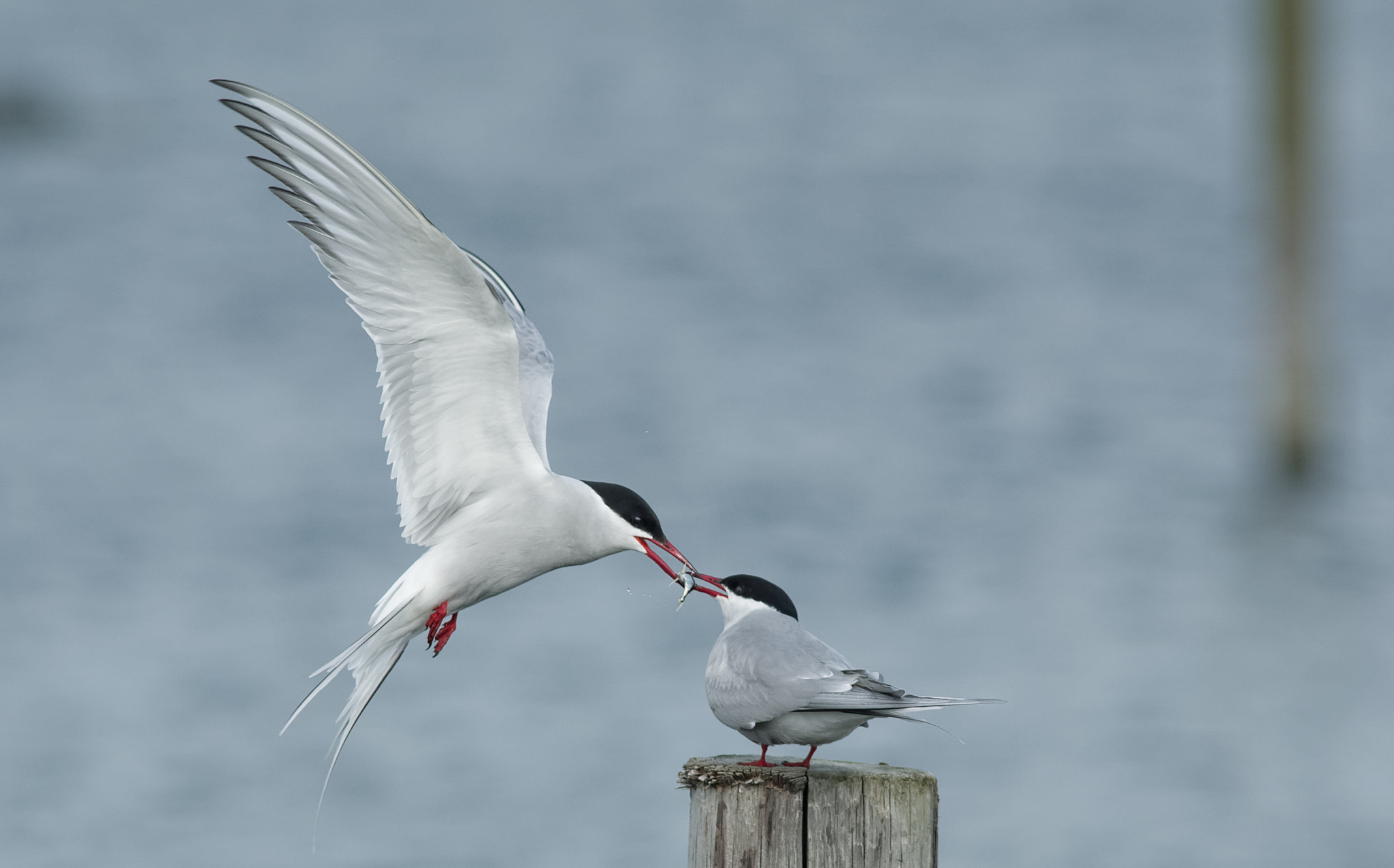 Sigma 300mm F2.8 APO EX DG HSM sample photo. Arctic tern photography