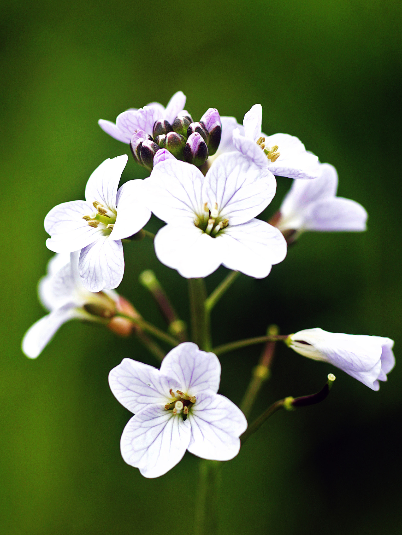 Canon EOS 550D (EOS Rebel T2i / EOS Kiss X4) + Canon EF 100mm F2.8 Macro USM sample photo. Cardamine photography