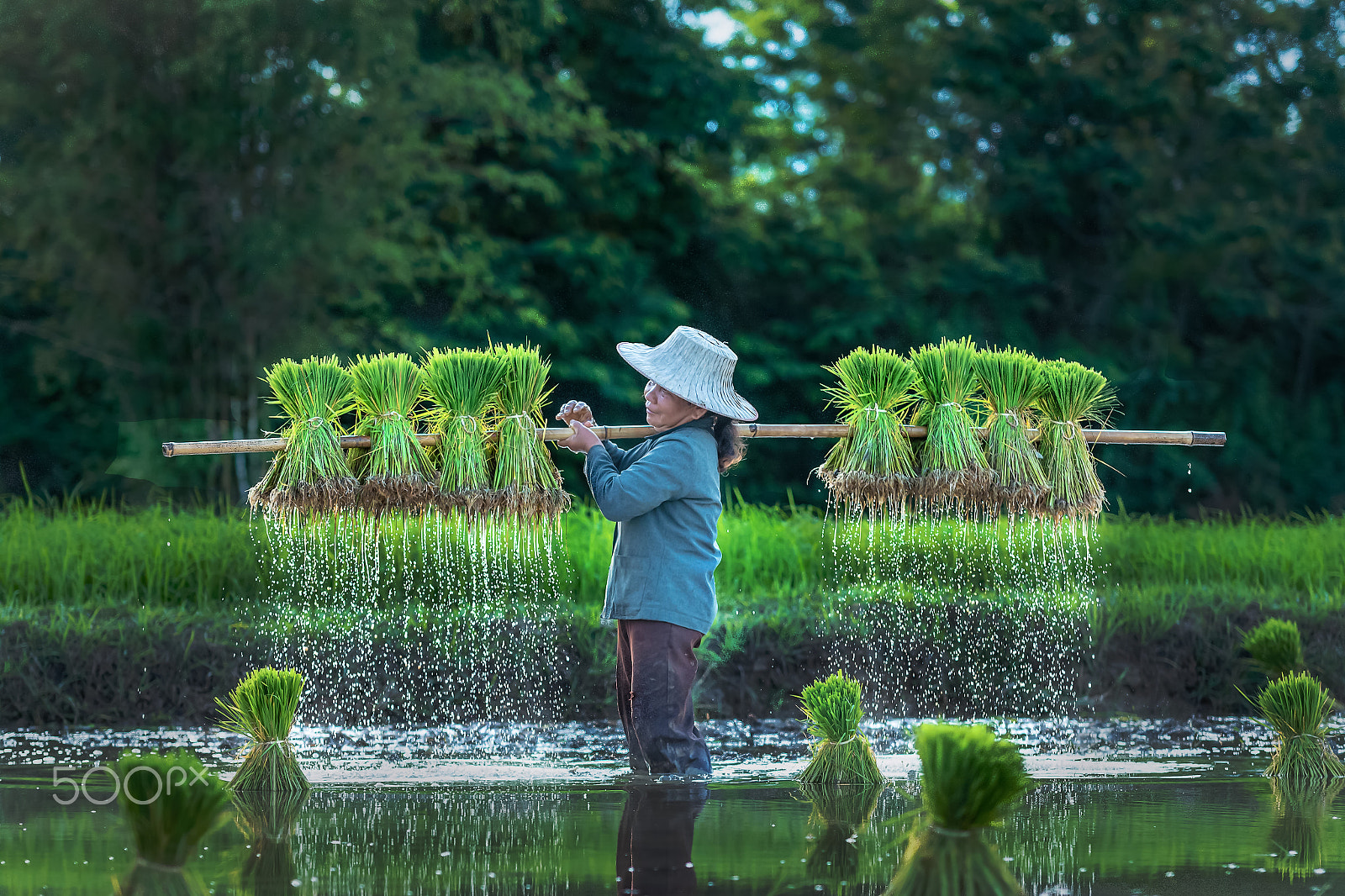 Canon EOS 70D + Sigma 70-200mm F2.8 EX DG OS HSM sample photo. Livelihoods of farmers thailand. photography