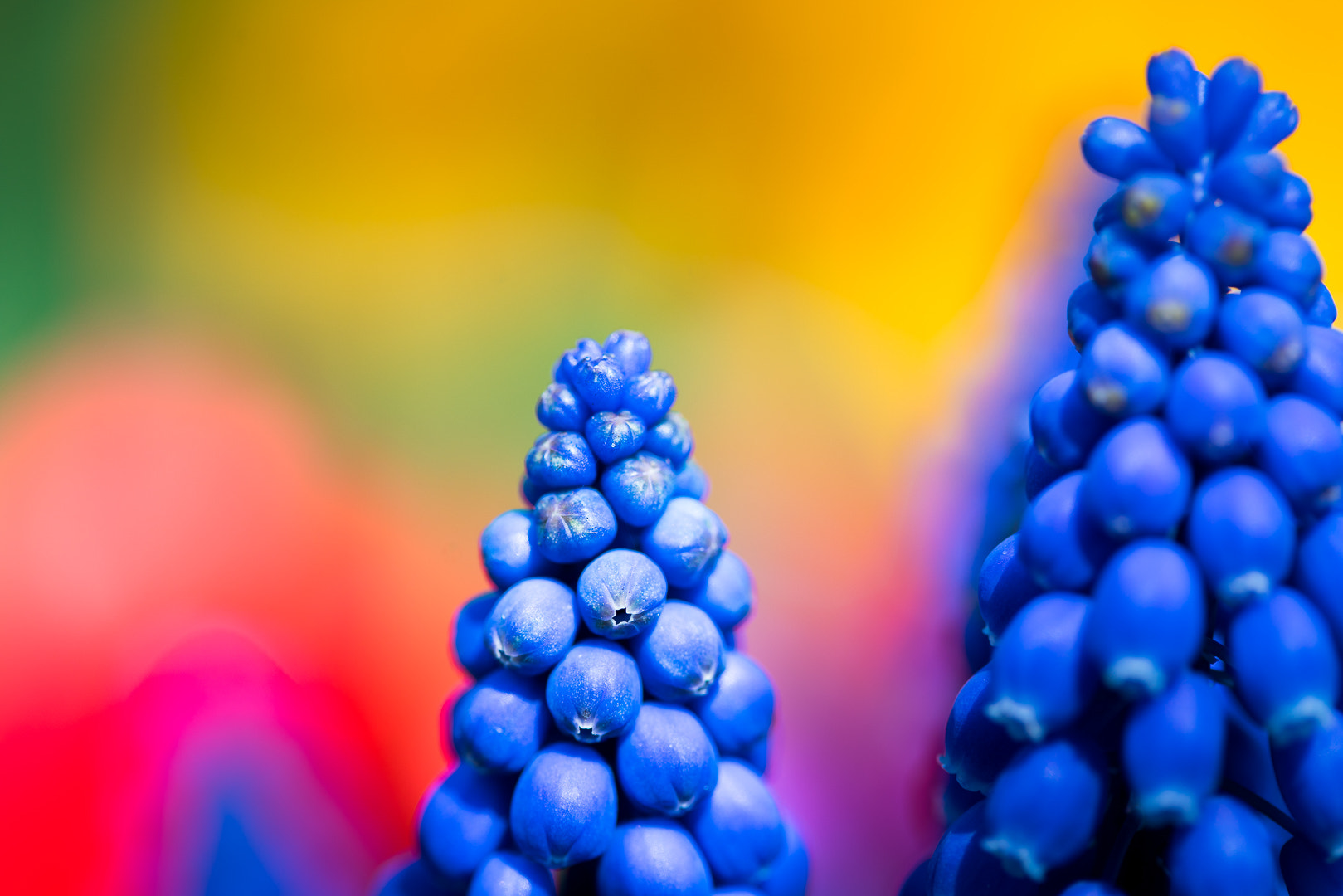 Sony a7R II + Canon EF 100mm F2.8 Macro USM sample photo. Muscari photography