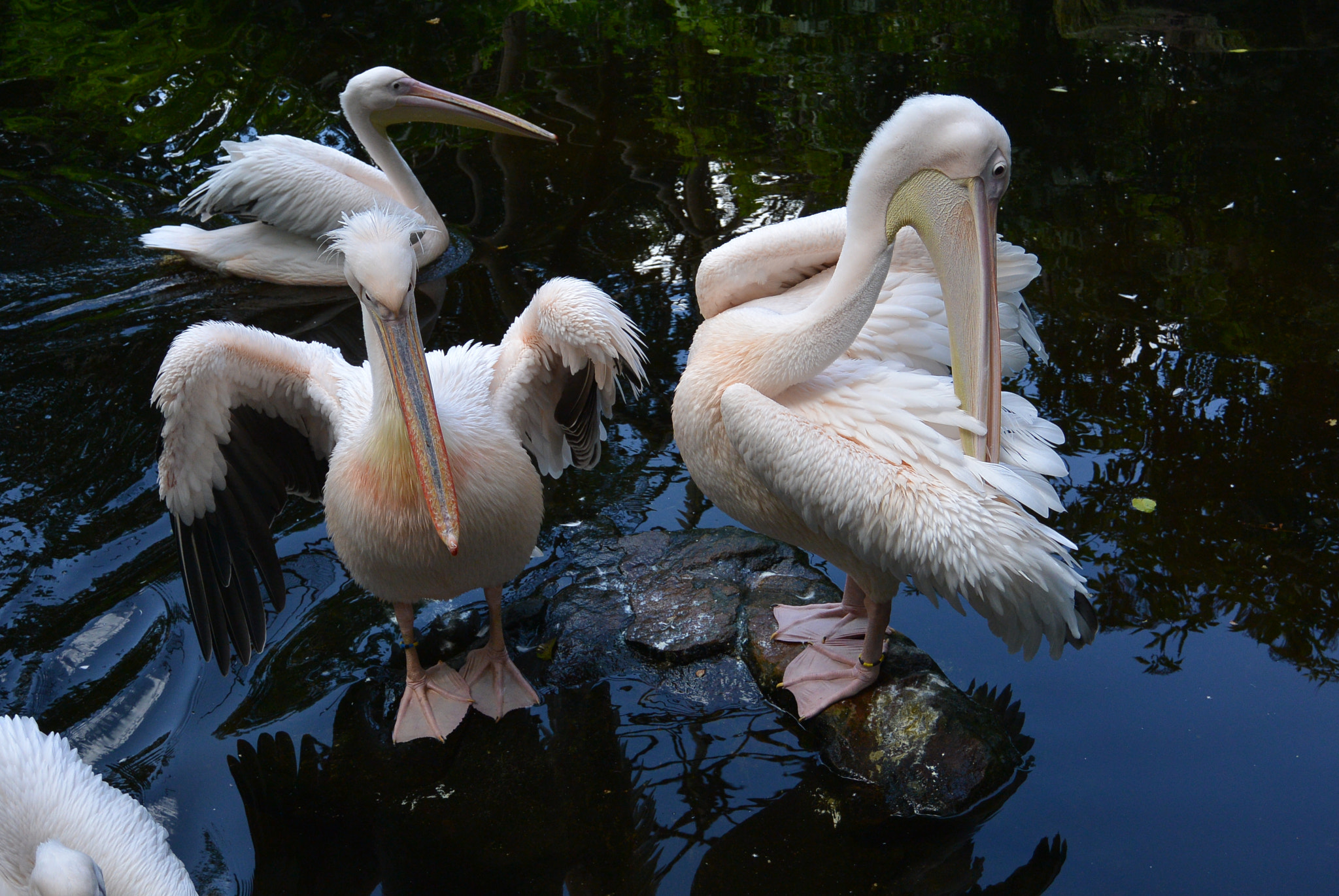Nikon 1 S1 sample photo. - photography