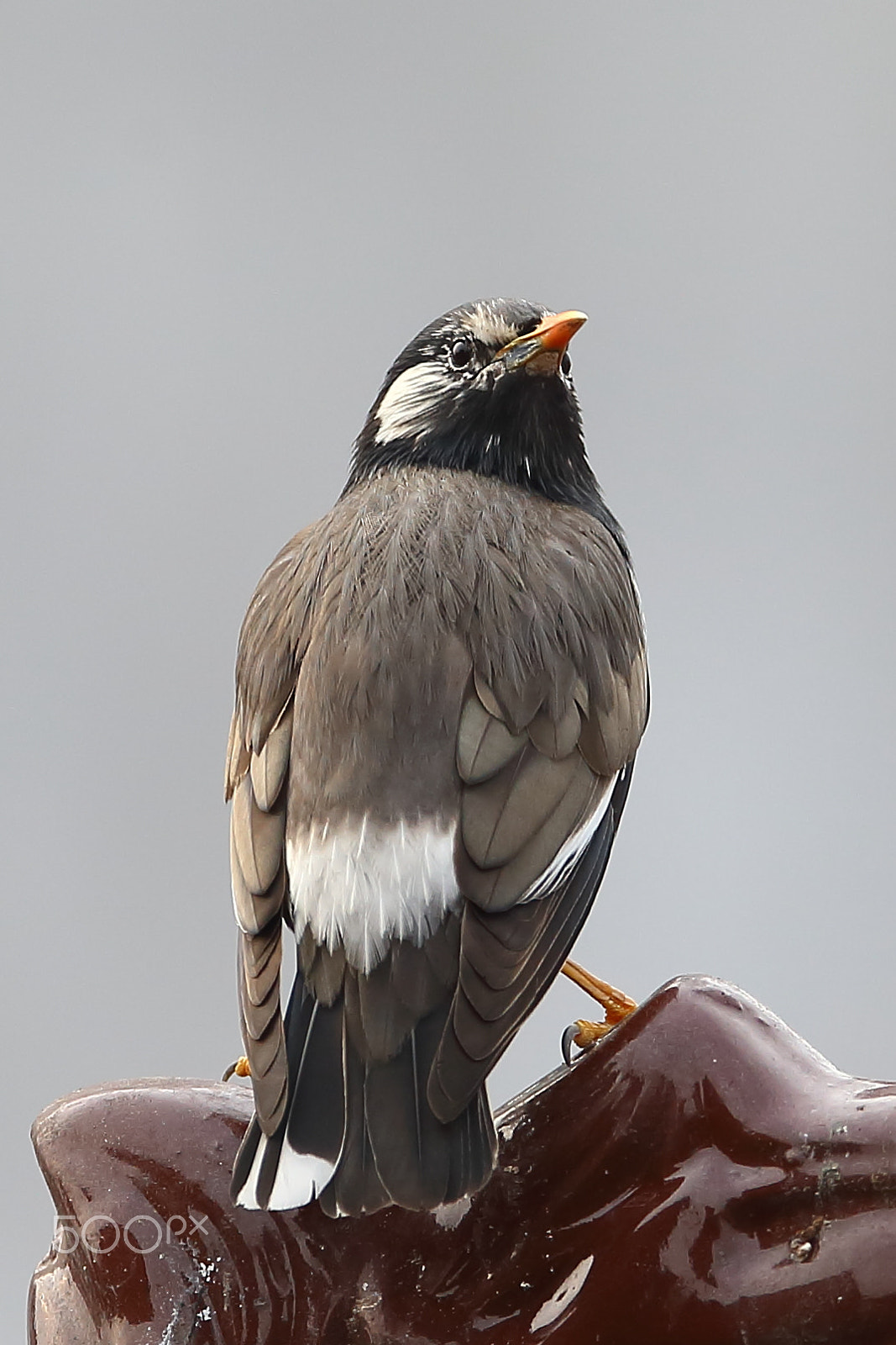 Canon EF 400mm F2.8L IS II USM sample photo. Bs3p0167.jpg photography