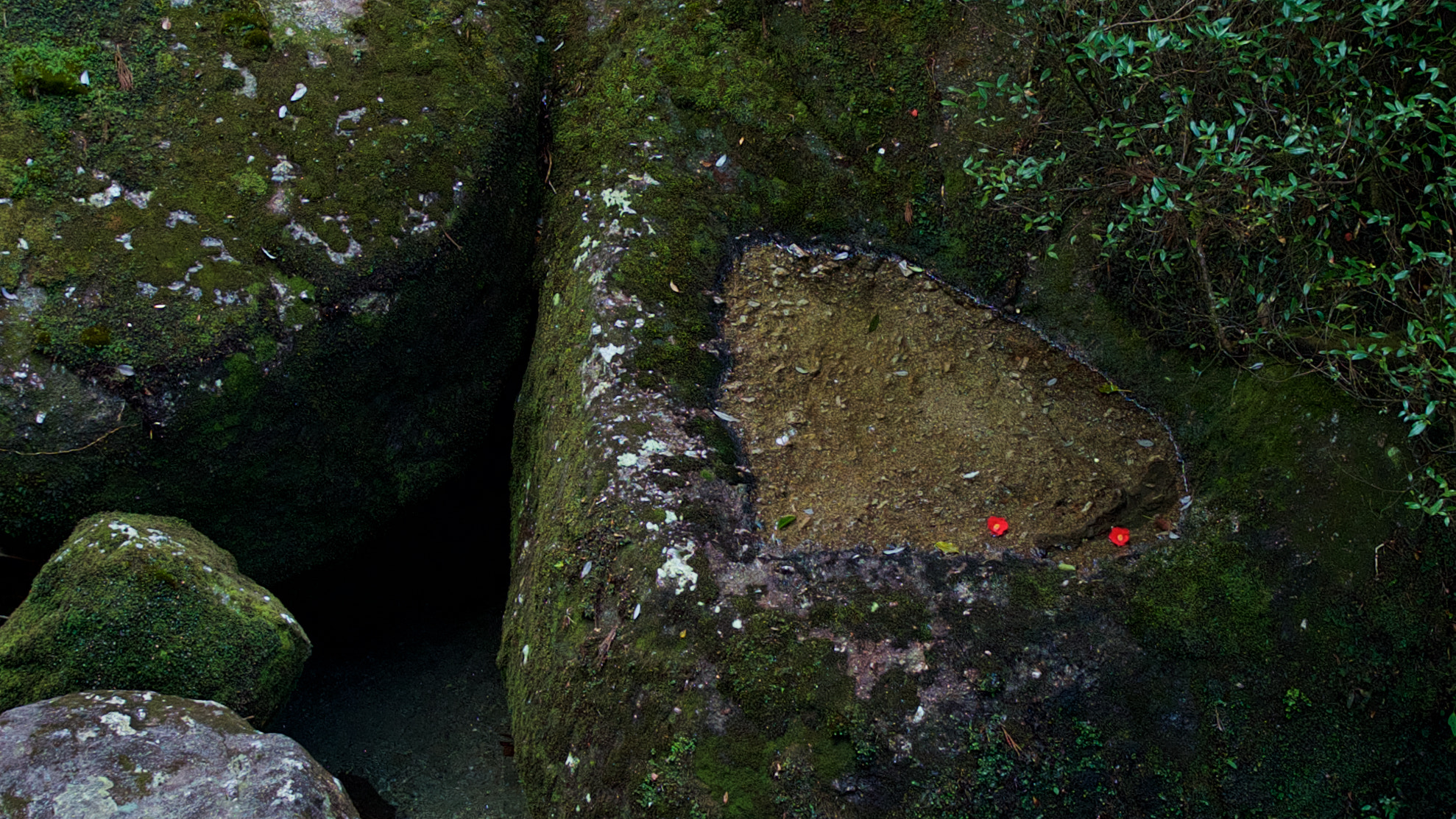 Sony a7S sample photo. Camellia blossoms on a rock photography