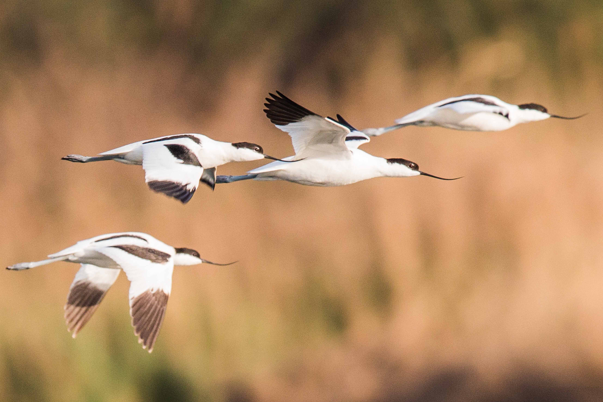 Canon EOS 70D + Canon EF 600mm F4L IS II USM sample photo. Pied avocet in flight photography