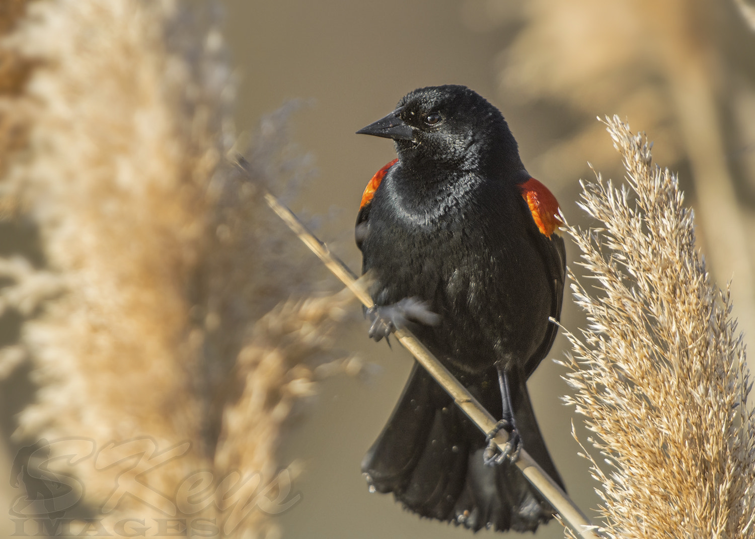 Nikon D7200 + Sigma 500mm F4.5 EX DG HSM sample photo. In the phrags (red-winged blackbird) photography