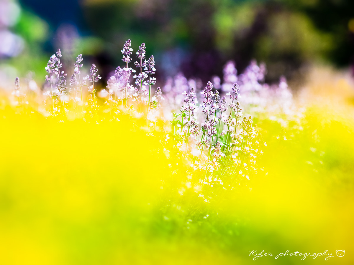 Sigma 150mm F2.8 EX DG Macro HSM sample photo. Lavender photography