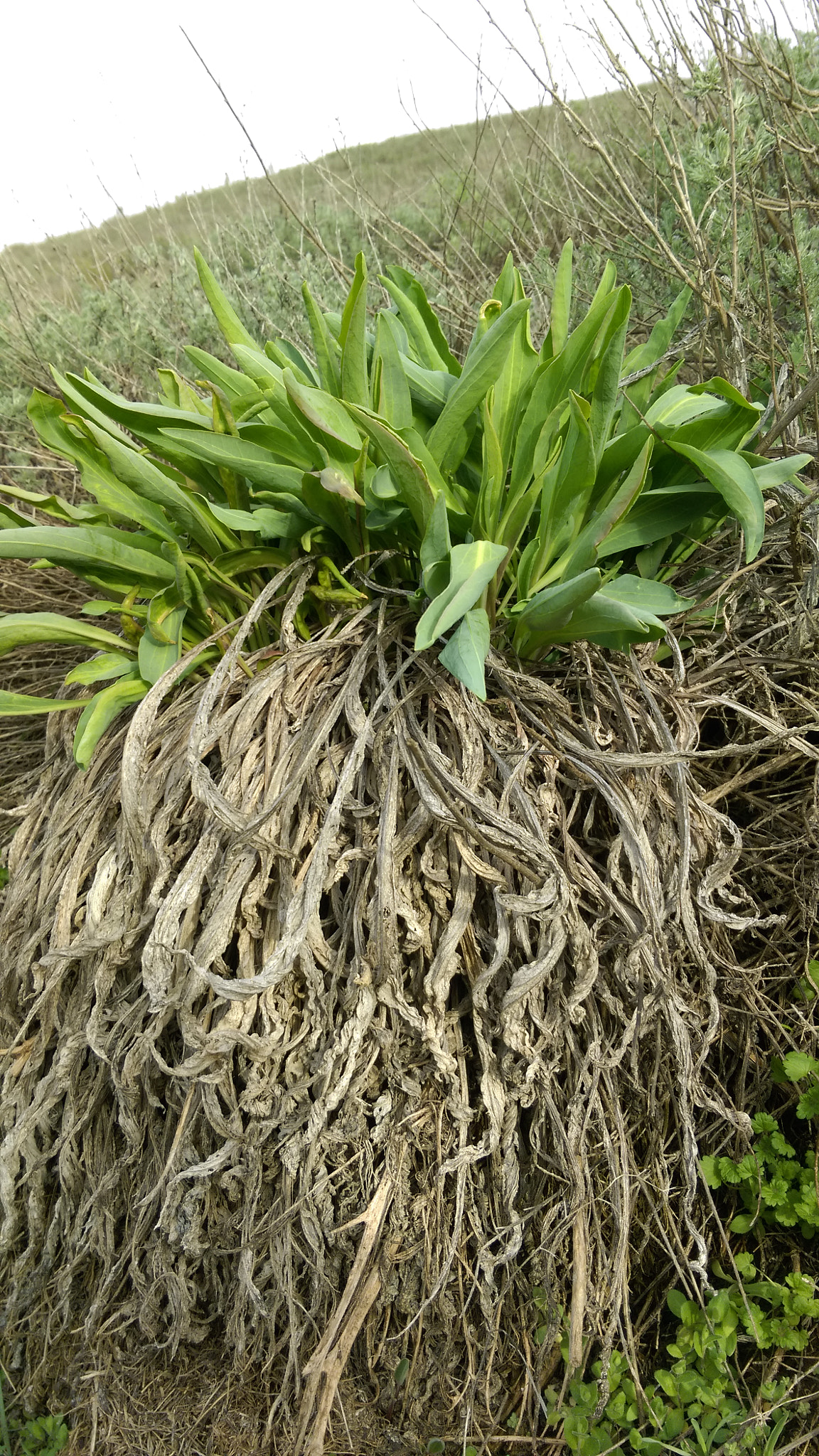 HTC ONE (M8 EYE) sample photo. New spring in iran photography