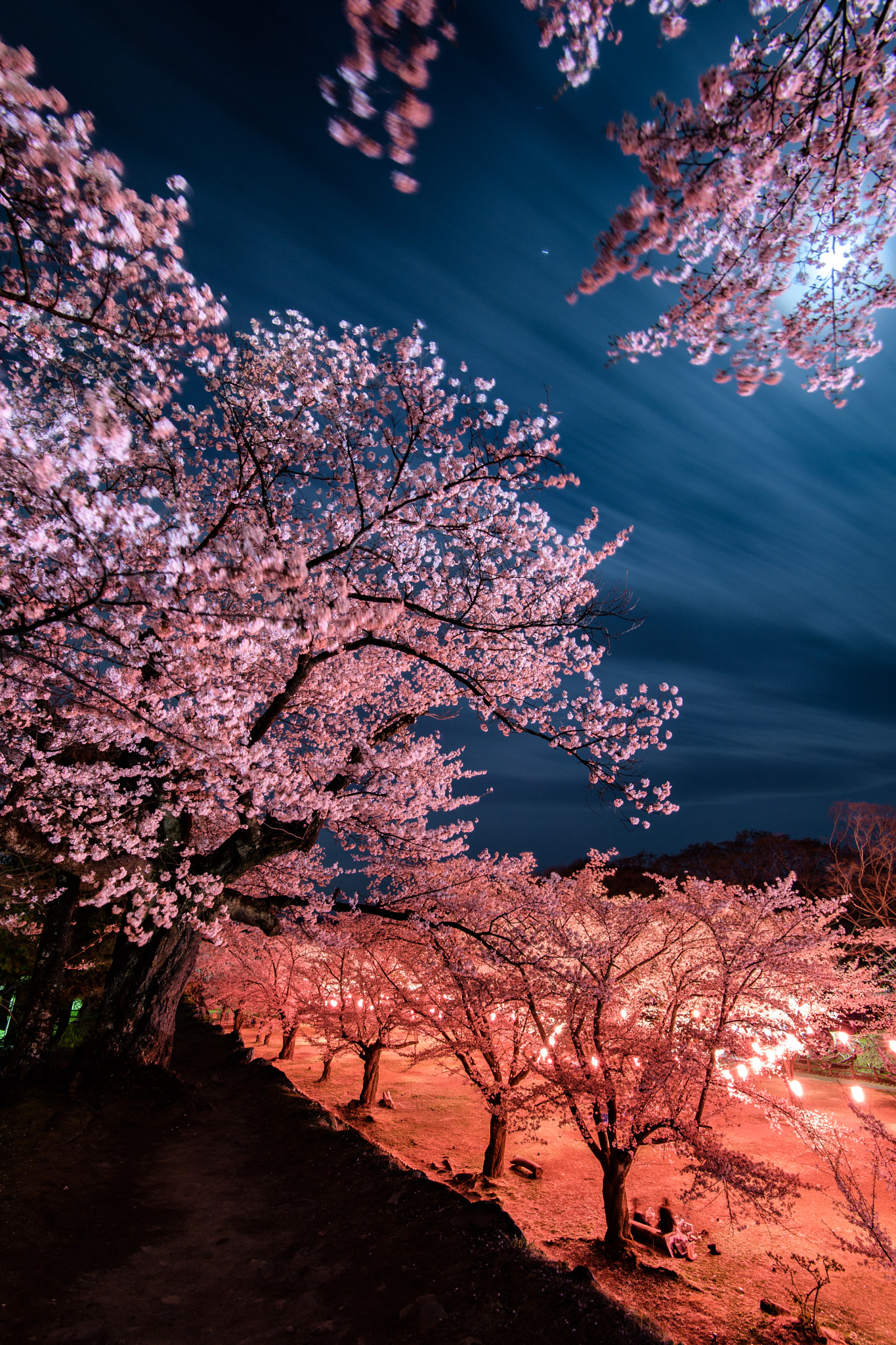 Nikon D5 sample photo. 3-color night photography
