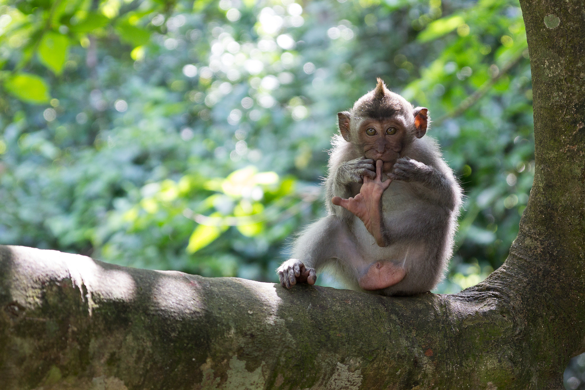 Sigma 17-70mm F2.8-4 DC Macro OS HSM sample photo. Shy baby monkey photography