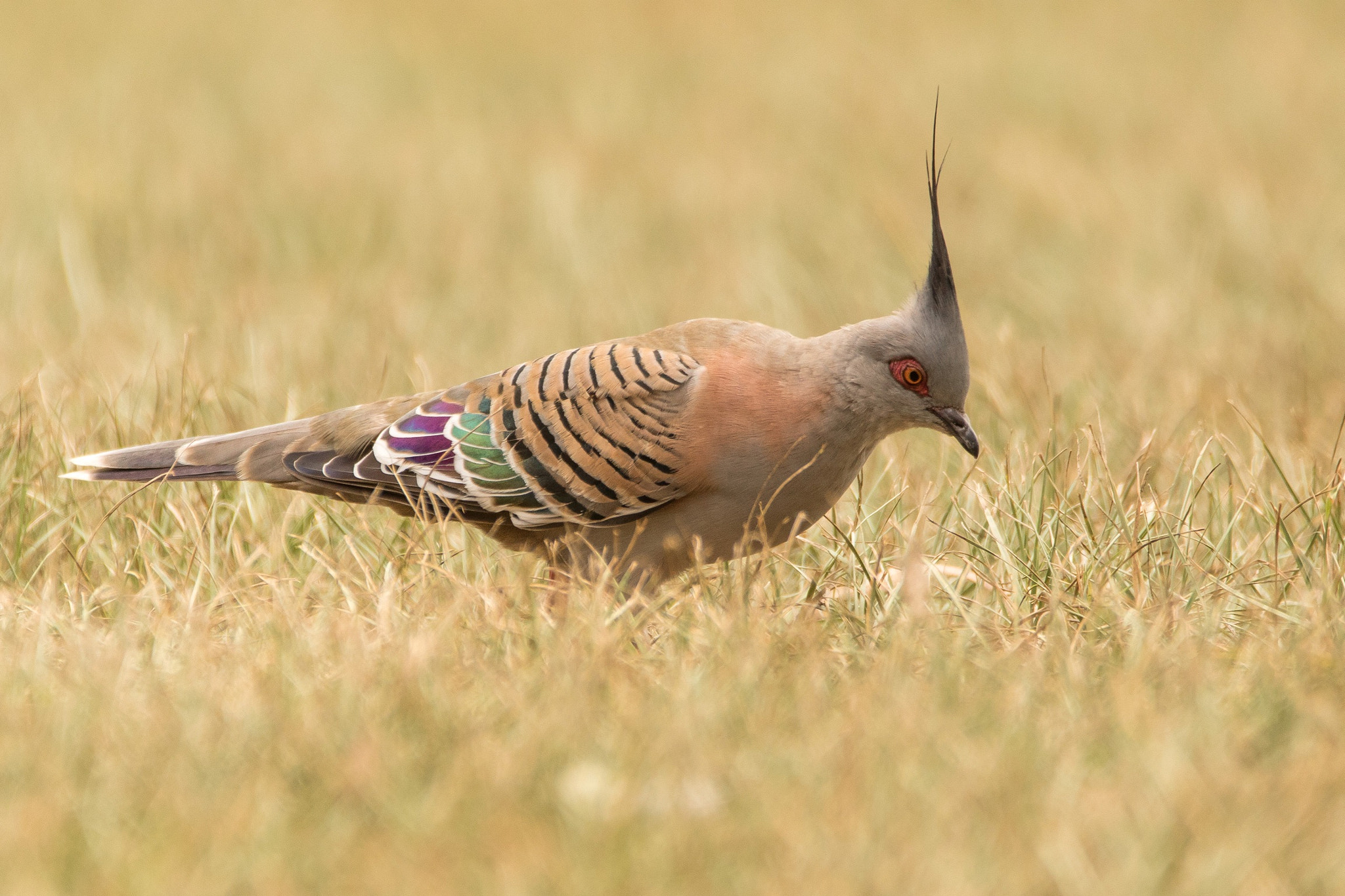 Sigma 150-600mm F5-6.3 DG OS HSM | C sample photo. Crested pidgeon photography