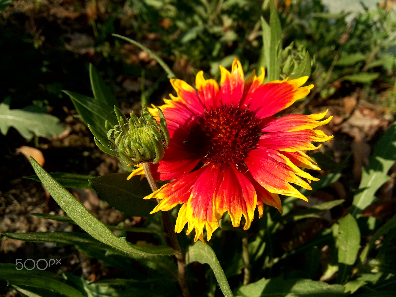 Meizu MX(35) sample photo. Flowers photography