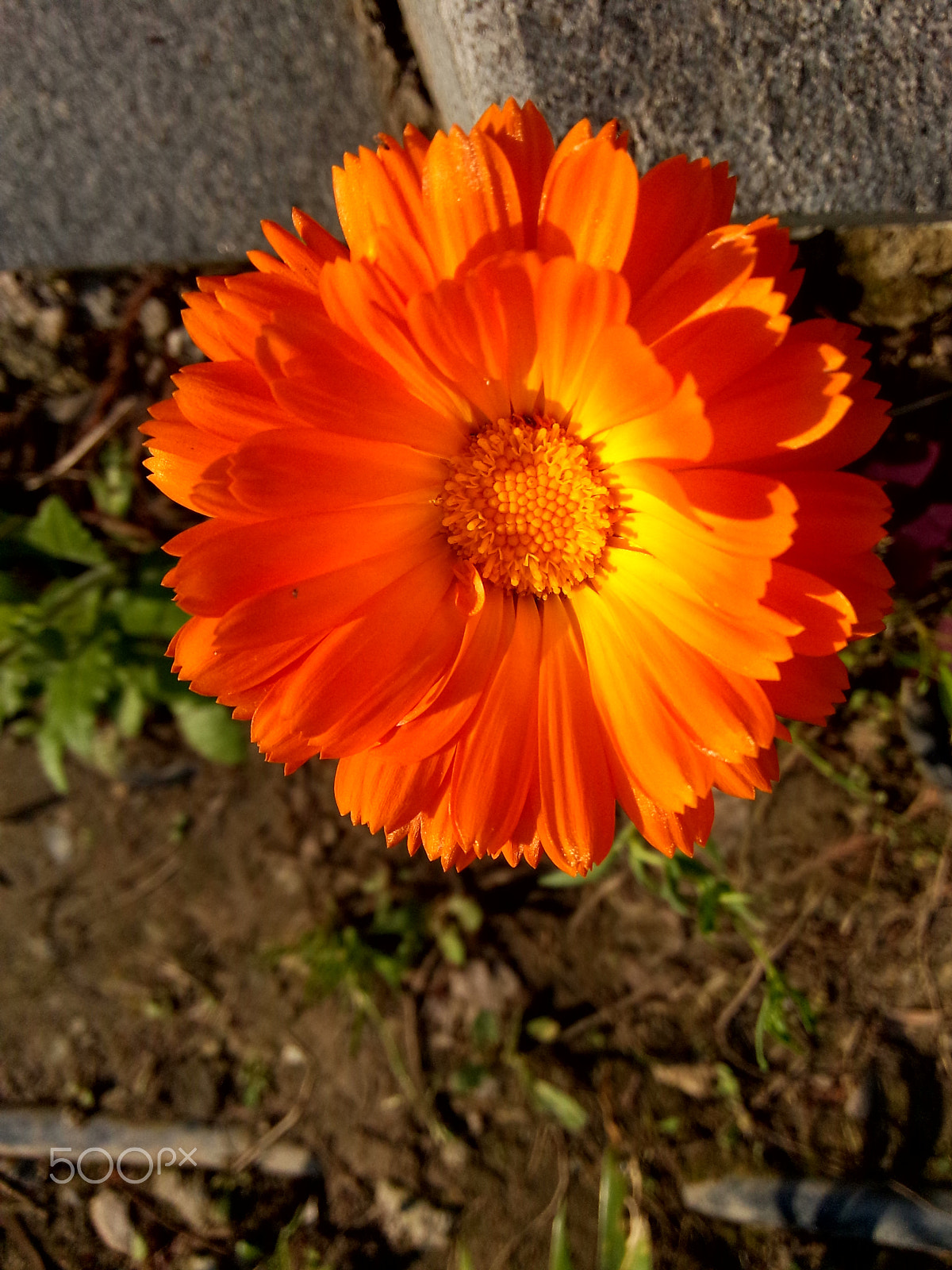 Meizu MX(35) sample photo. Flowers photography