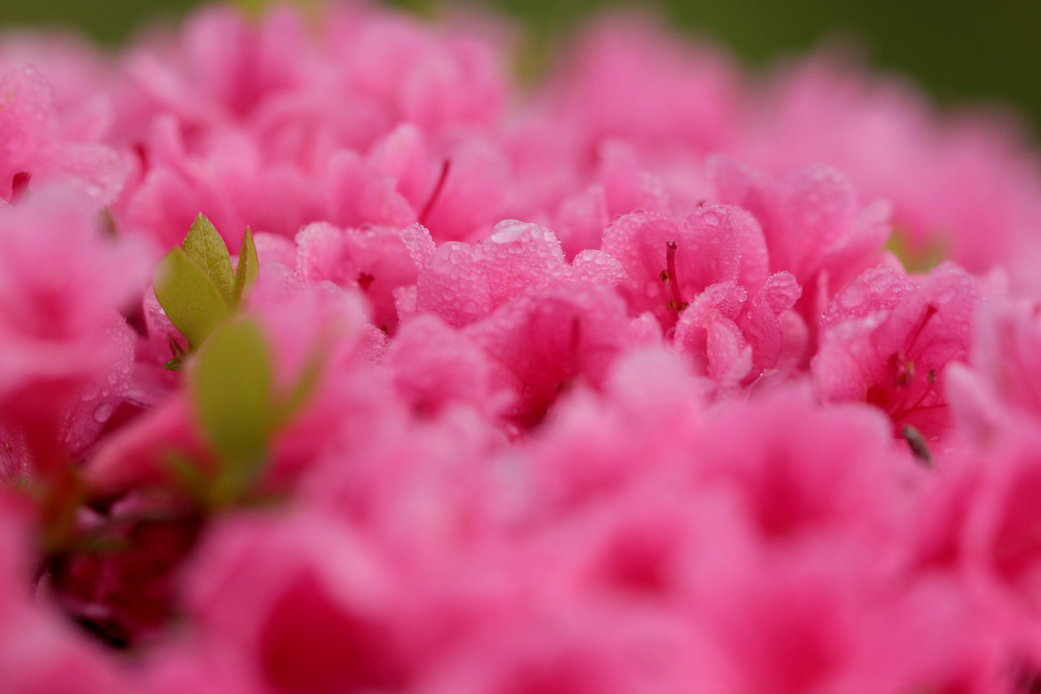 Canon EOS 650D (EOS Rebel T4i / EOS Kiss X6i) sample photo. After the rain photography