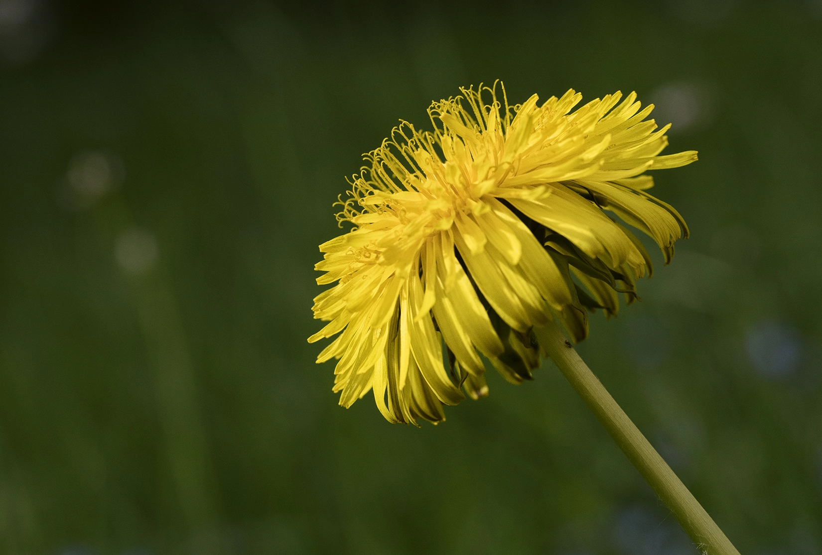Panasonic Leica DG Macro-Elmarit 45mm F2.8 ASPH OIS sample photo. Towards the sun photography