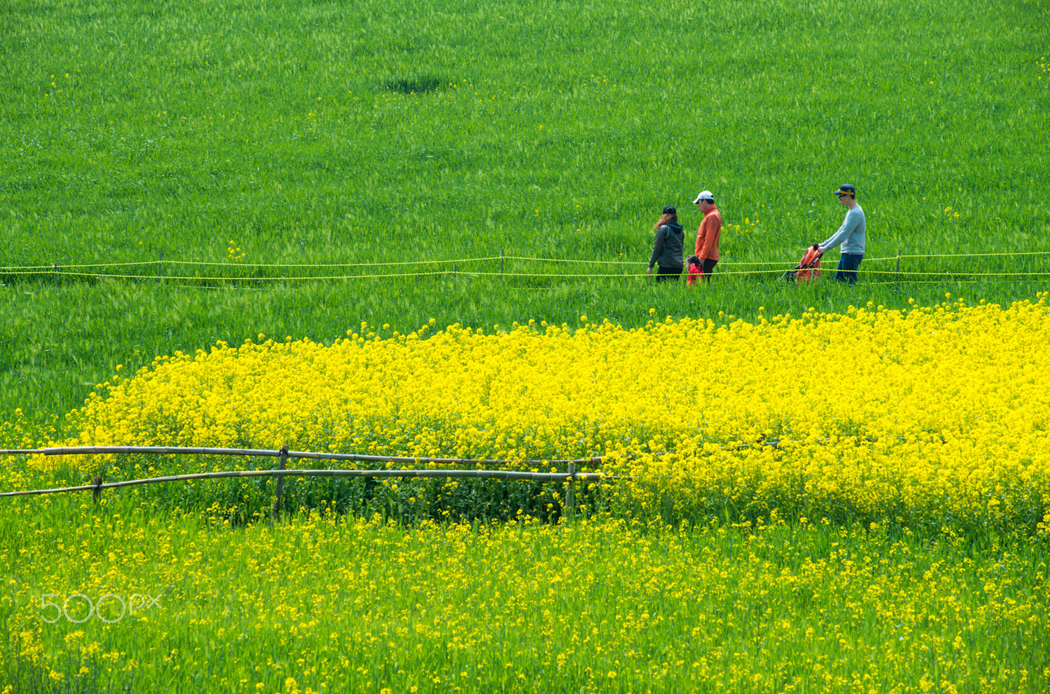 Nikon AF-Nikkor 80-200mm F2.8D ED sample photo. Spring photography