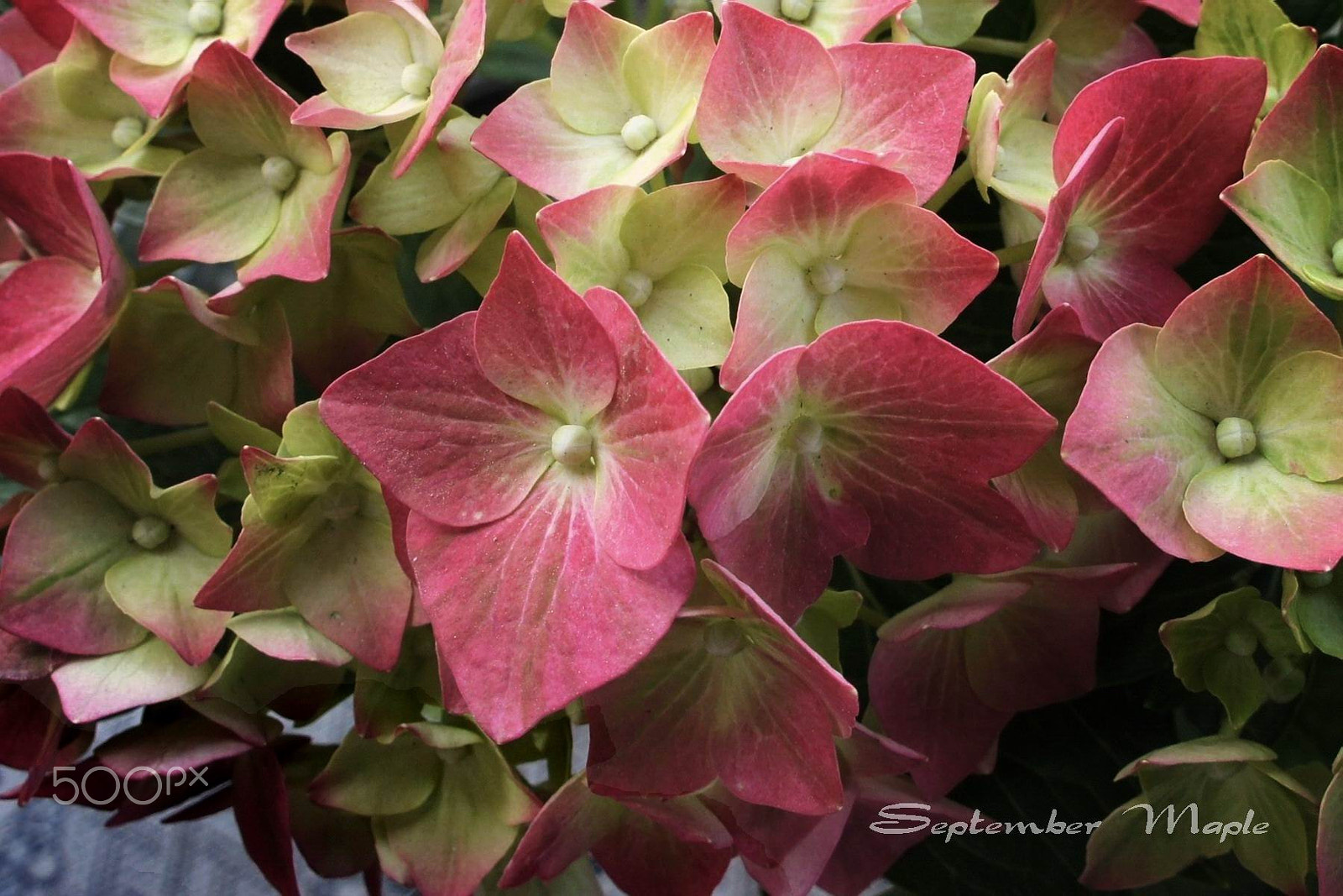 Sony NEX-5C sample photo. 八仙花 a photography