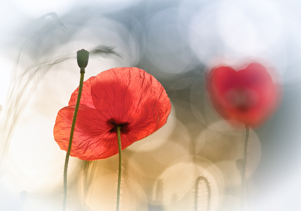 Canon EF 70-200mm F2.8L IS II USM sample photo. Morning poppies photography