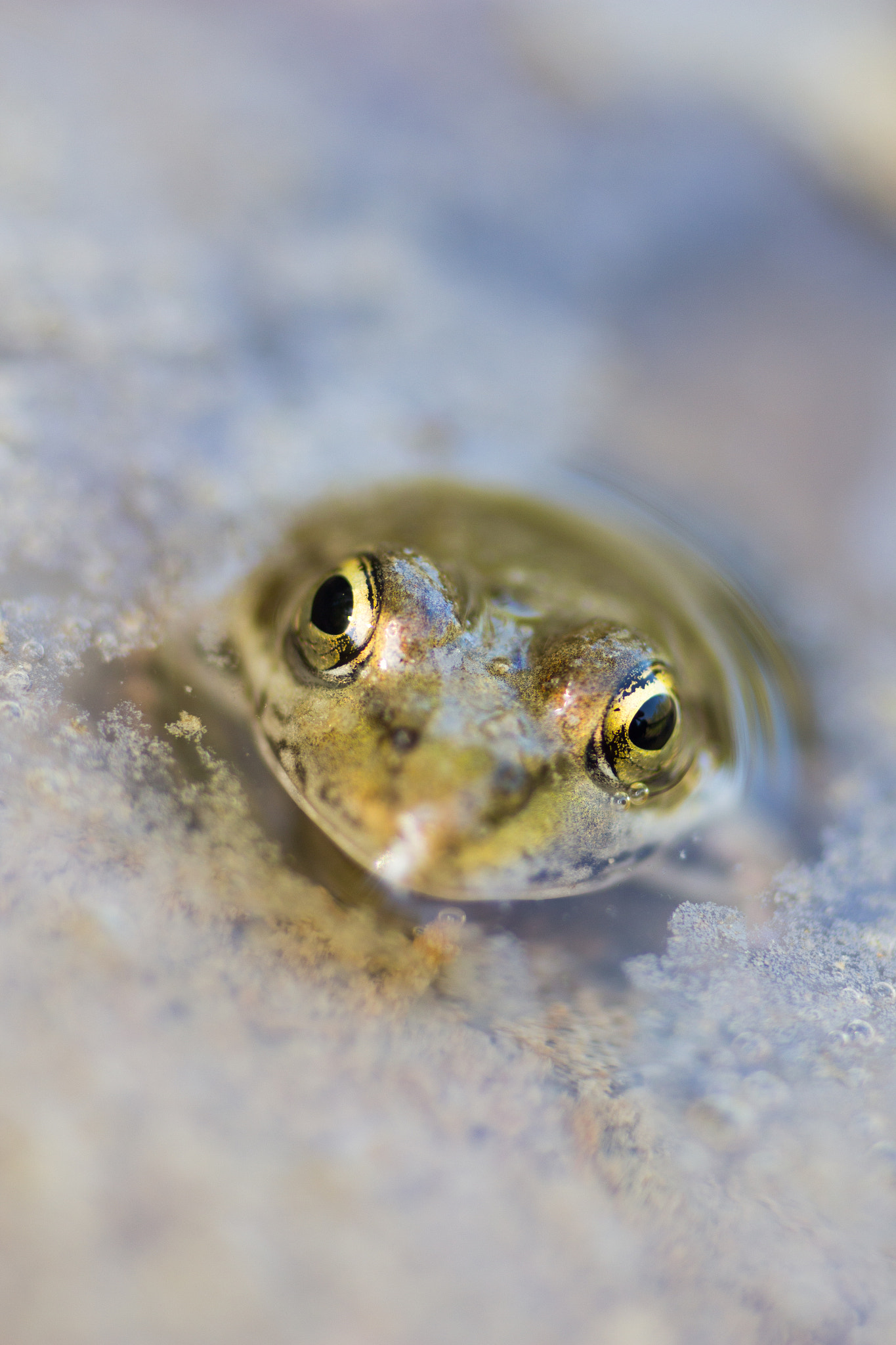 Canon EOS 650D (EOS Rebel T4i / EOS Kiss X6i) + Tamron SP AF 90mm F2.8 Di Macro sample photo. Frog eyes photography