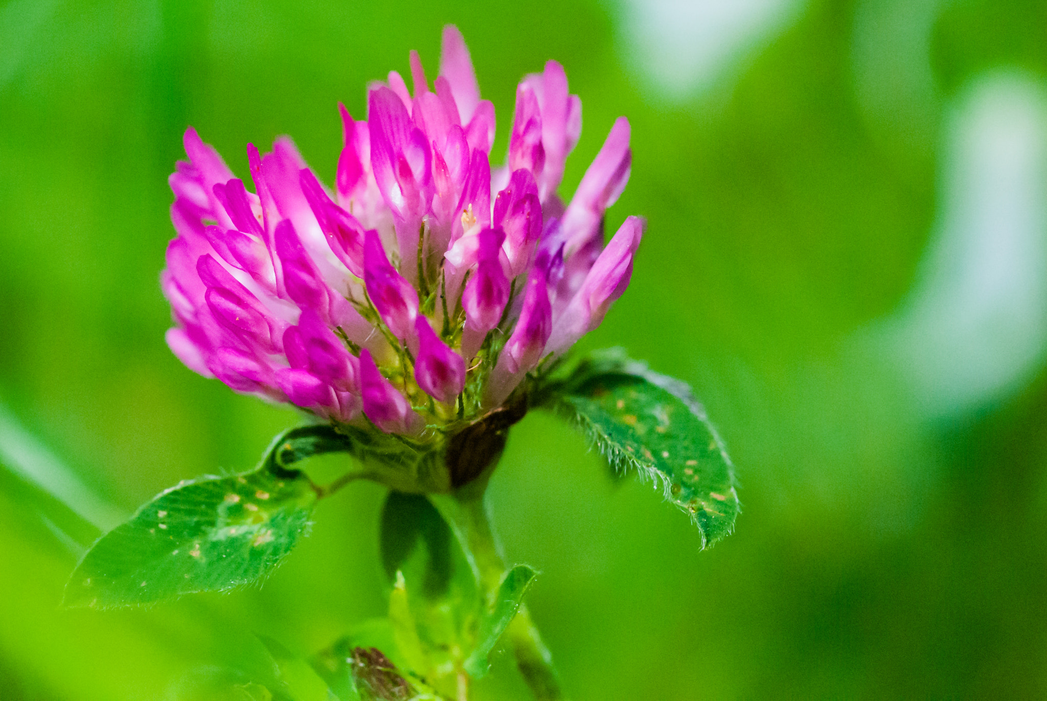 Sigma 150mm F2.8 EX DG Macro HSM sample photo. Violet flower, trifolium pratense.jpg photography
