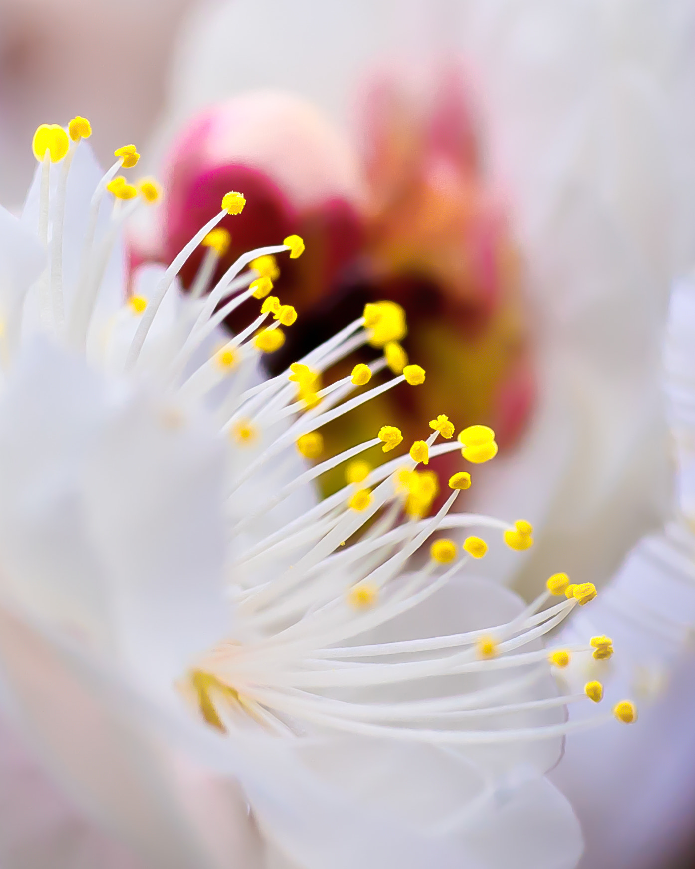 Pentax K-r + Sigma sample photo. Baika photography