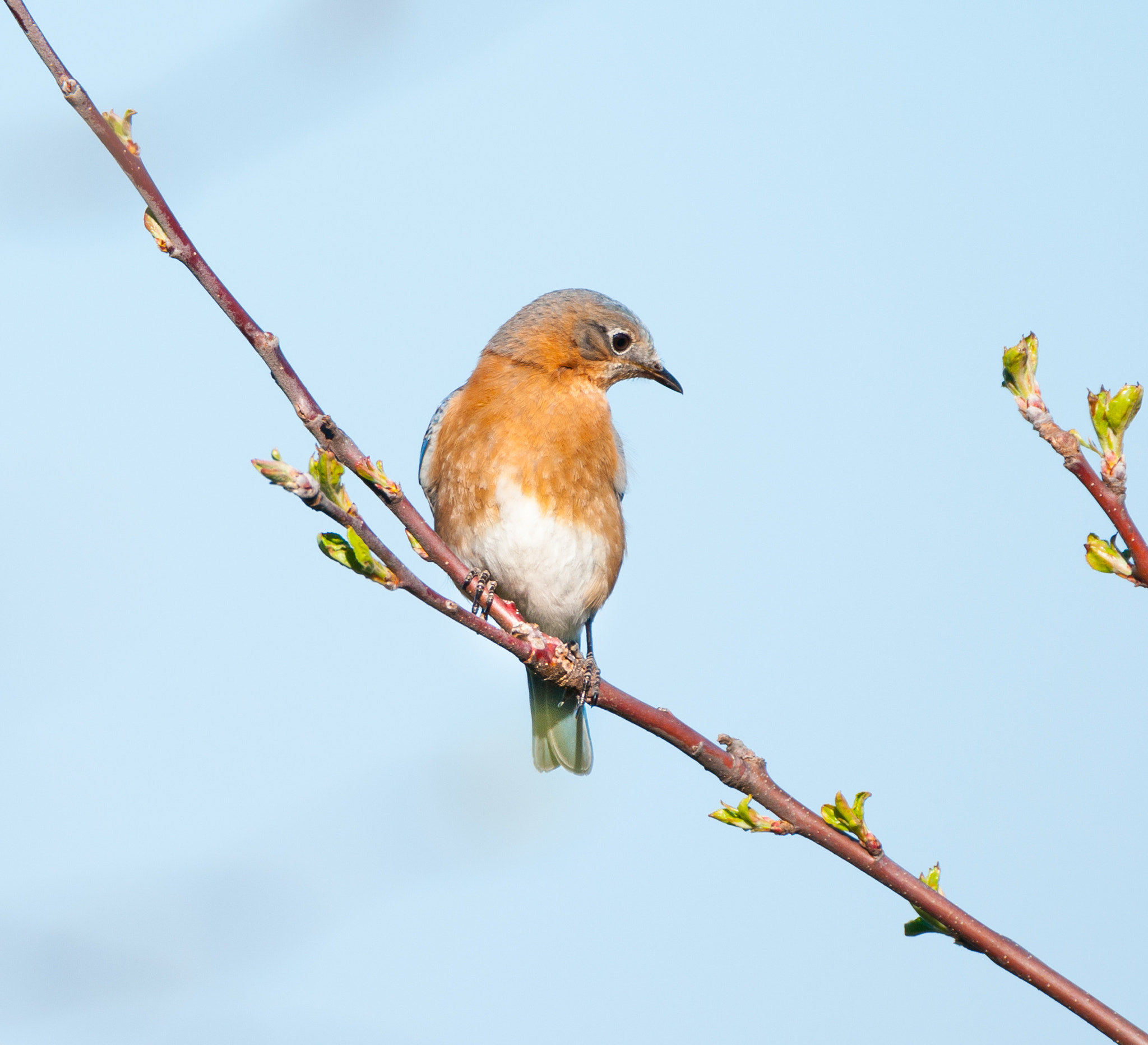 Sigma 150-600mm F5-6.3 DG OS HSM | C sample photo. Female eastern bluebird photography