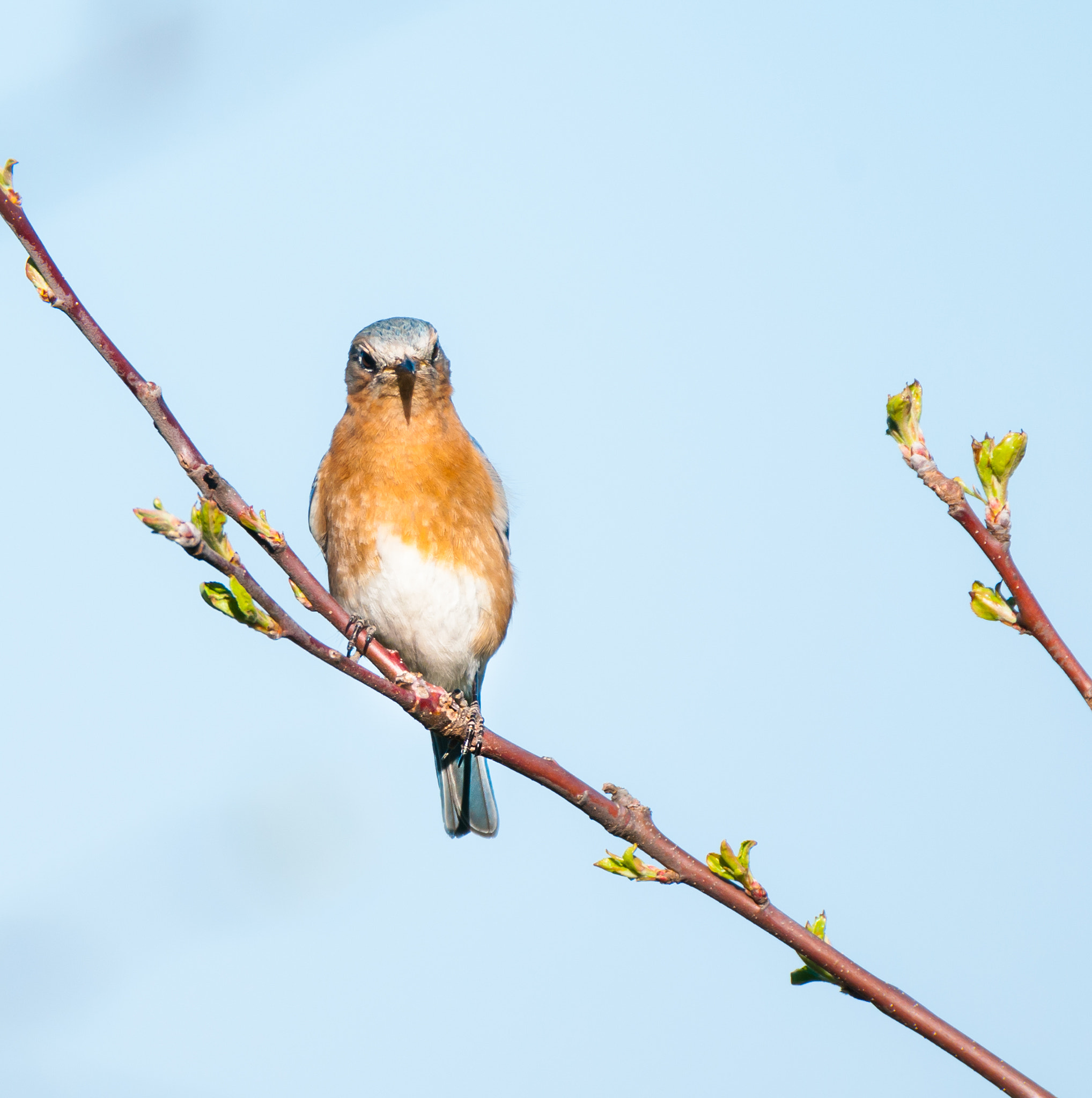 Sigma 150-600mm F5-6.3 DG OS HSM | C sample photo. Female eastern bluebird photography