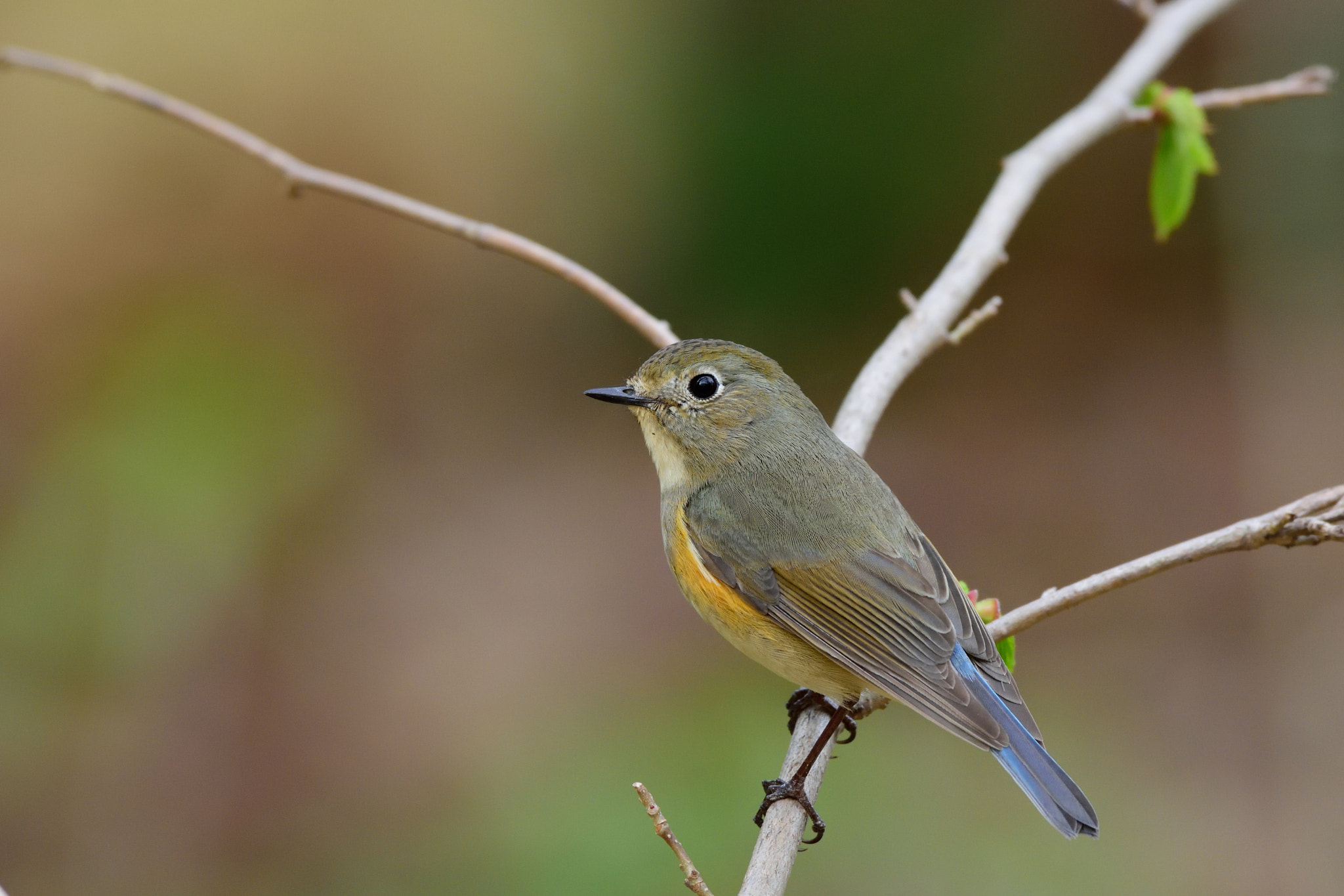 Nikon D7200 + Sigma 500mm F4.5 EX DG HSM sample photo. Red flanked bluetail （female） photography