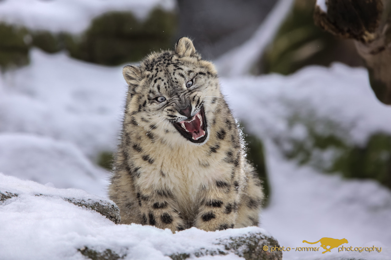 Canon EF 300mm F2.8L IS USM sample photo. Young snowleopard photography