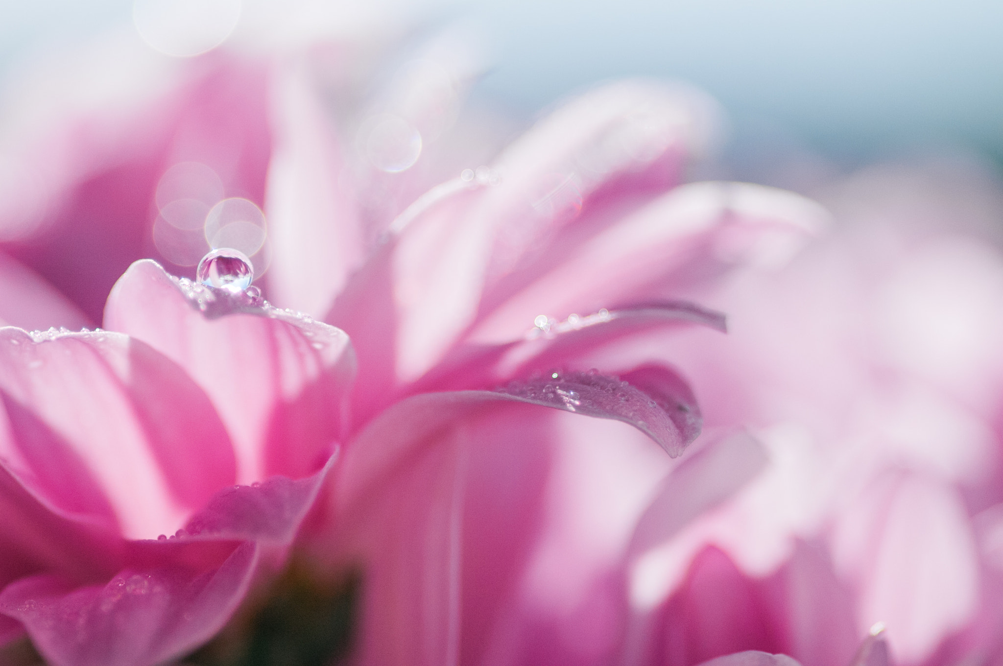 Nikon D2X sample photo. Pretty in pink photography