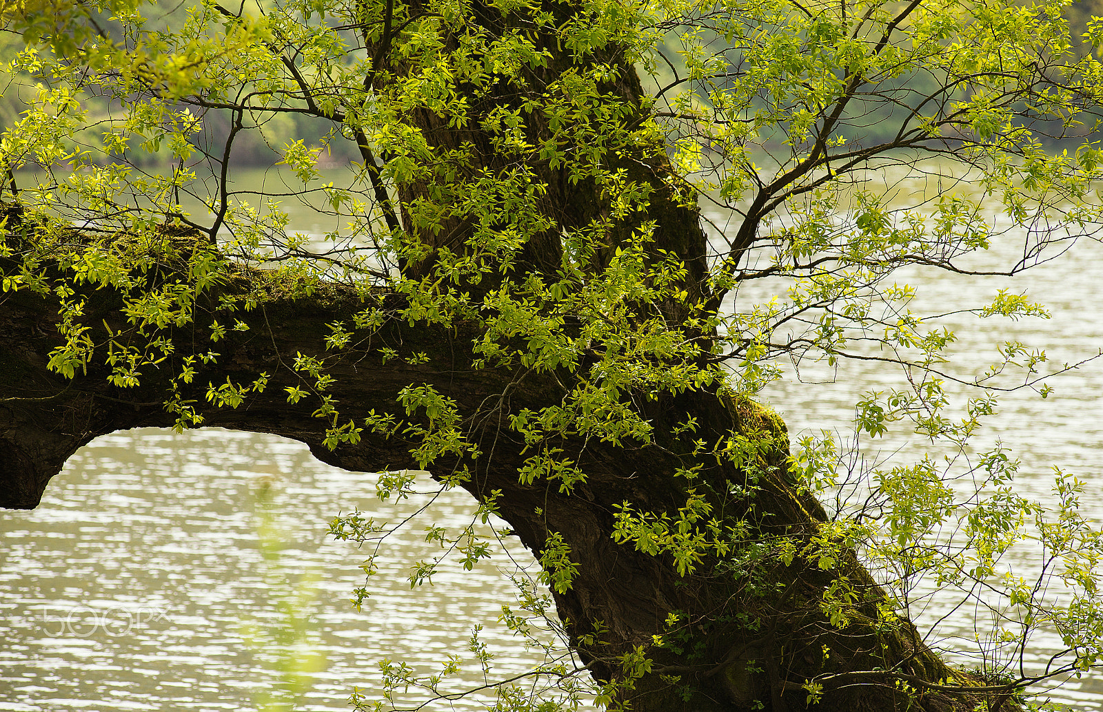 Nikon AF-Nikkor 80-200mm F2.8D ED sample photo. Spring. photography