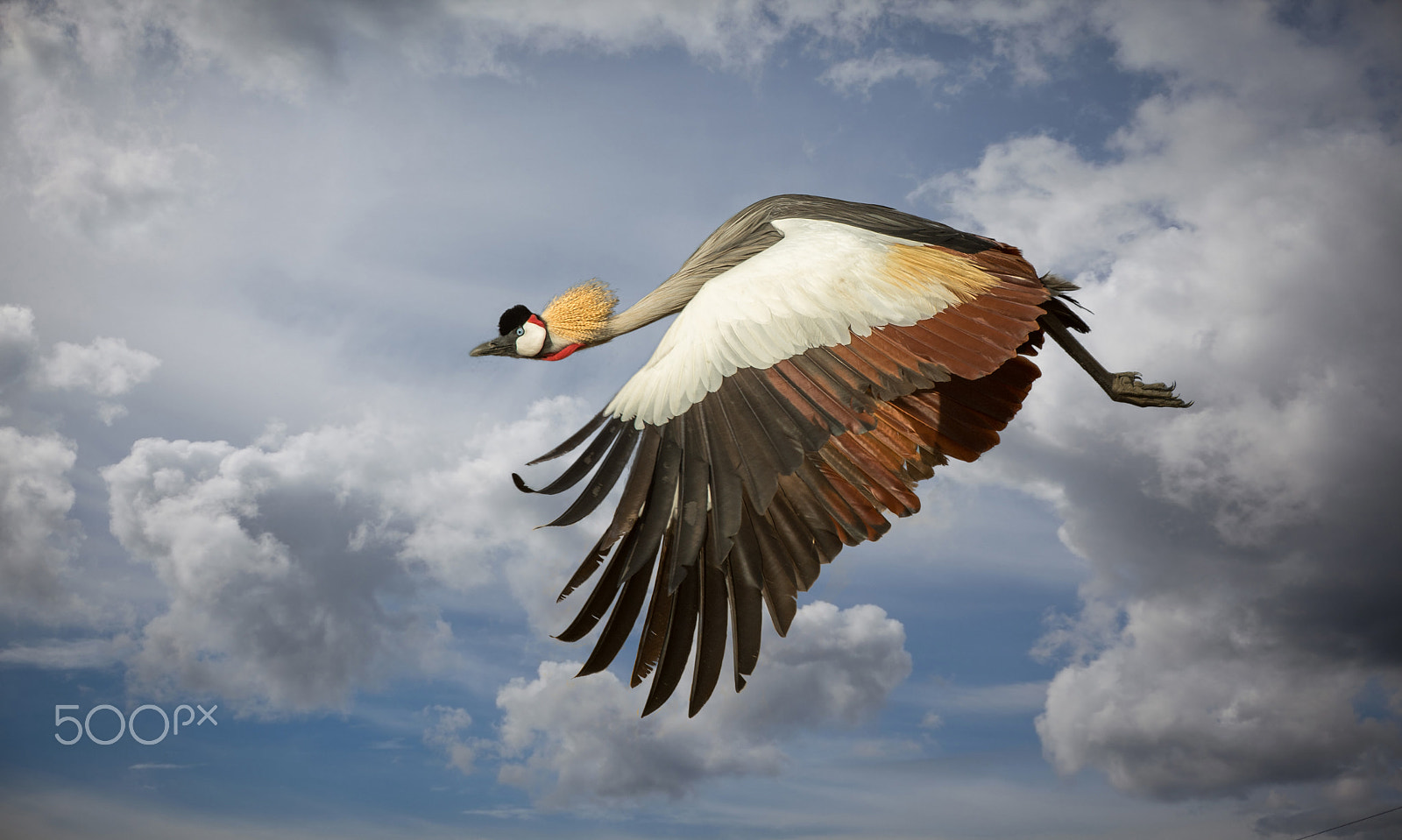 Nikon AF-S Nikkor 200-400mm F4G ED-IF VR sample photo. Gray crowned crane photography