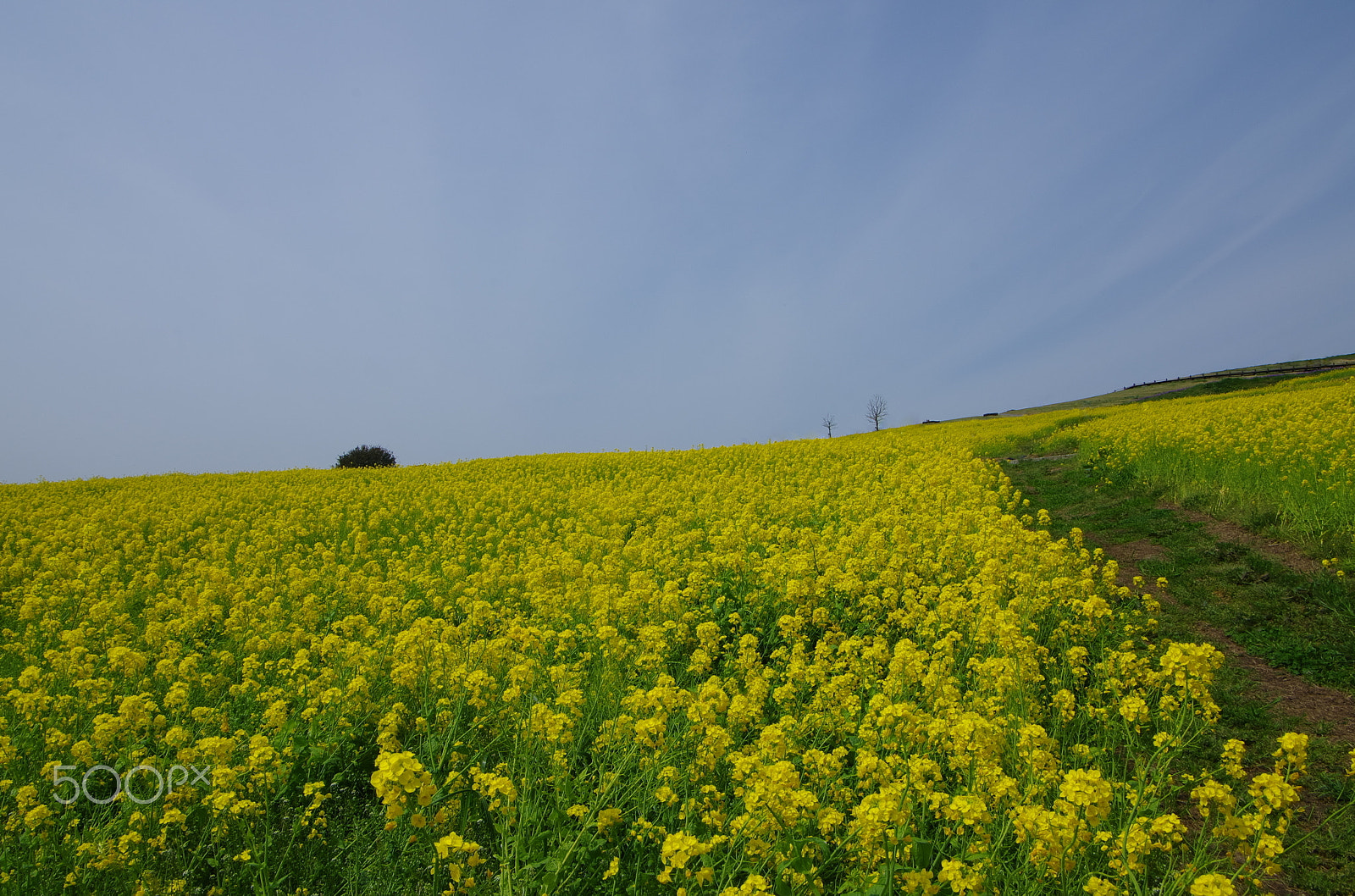 Pentax smc DA 16-45mm F4 ED AL sample photo. Yellow world photography