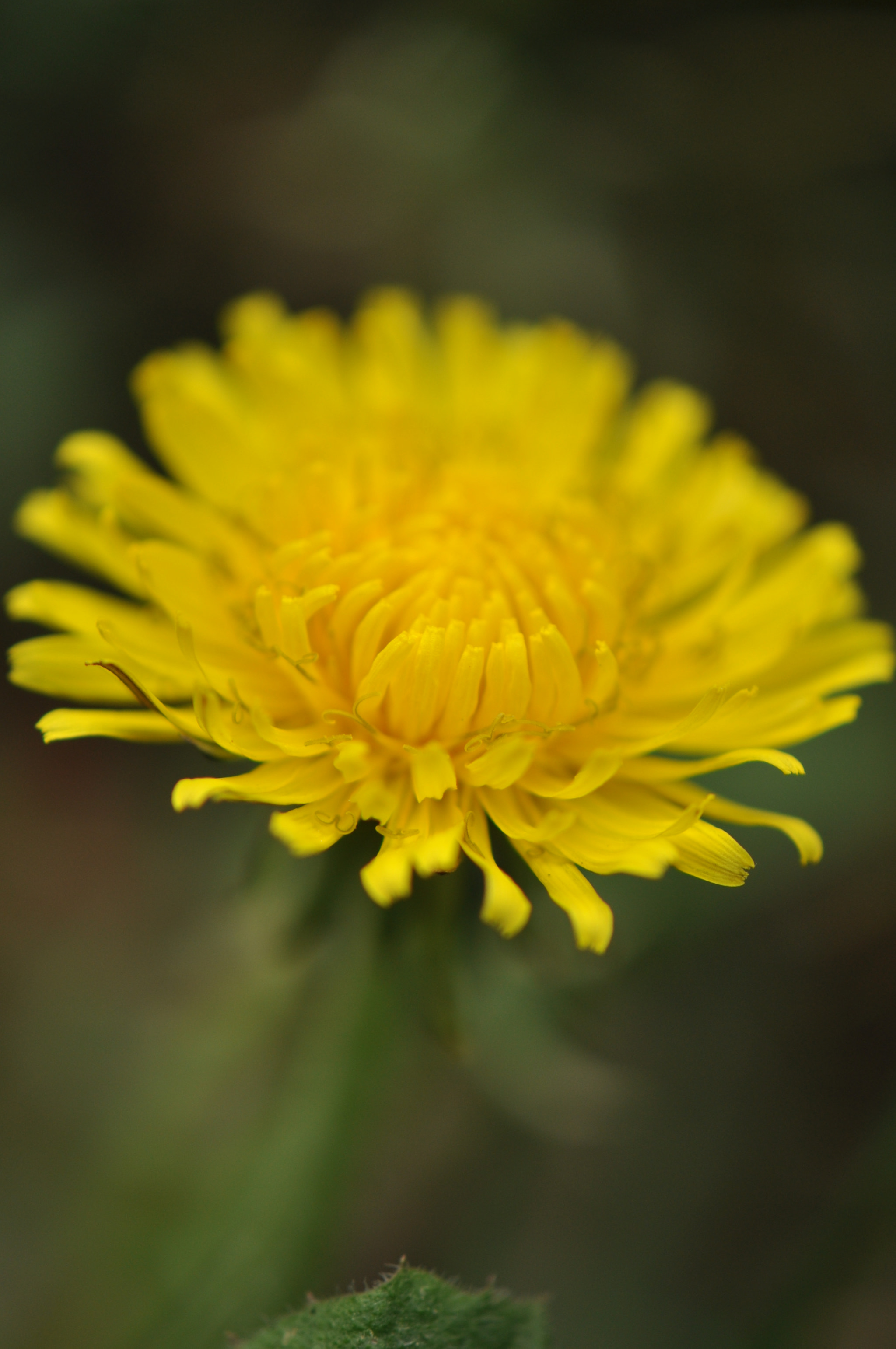 Nikon AF-S DX Micro-Nikkor 85mm F3.5G ED VR sample photo
