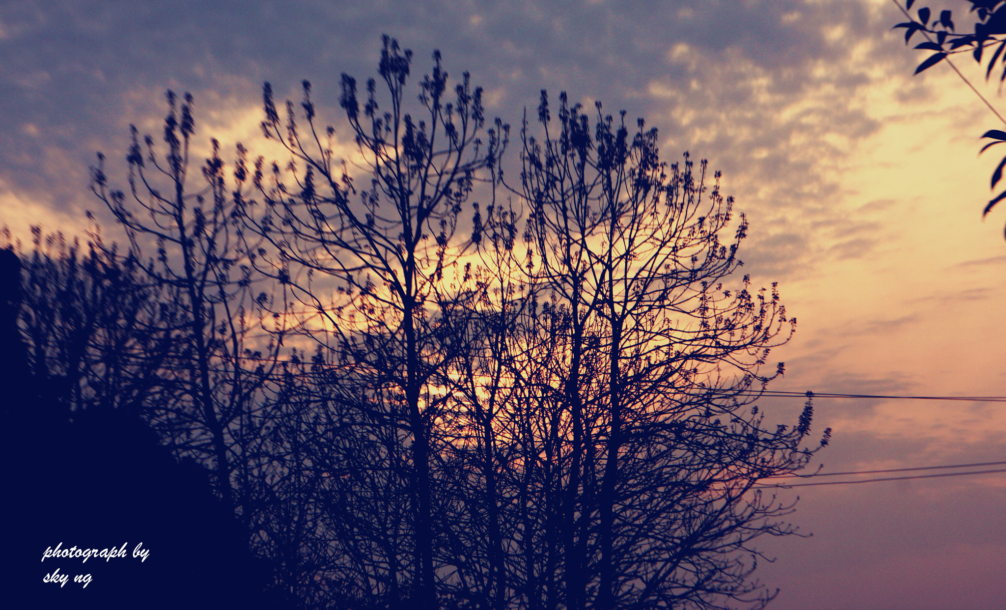 Canon EOS 40D + Canon EF 200mm f/1.8L sample photo. 夕阳下的枯枝 photography