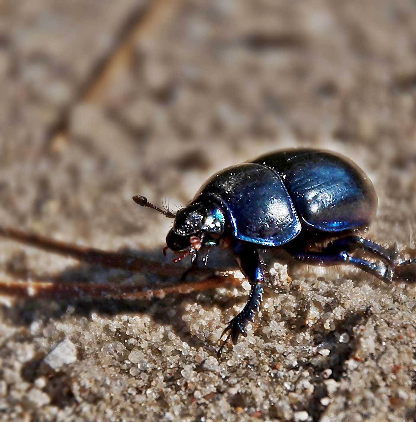 Sony Alpha DSLR-A300 + DT 18-270mm F3.5-6.3 SSM sample photo. Żuk photography