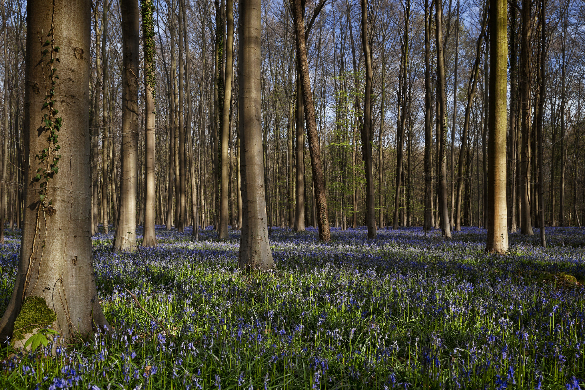 Sigma 24-105mm f/4 DG OS HSM | A sample photo. ☼ ☼ ☼ photography