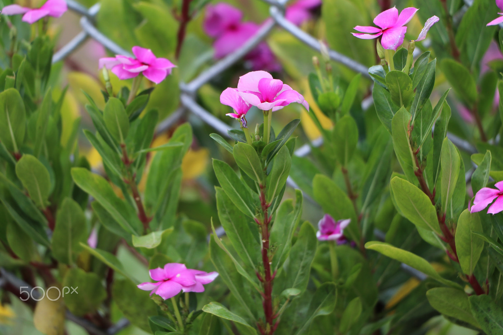 Canon EF-S 18-135mm F3.5-5.6 IS USM sample photo. Pink flowers photography