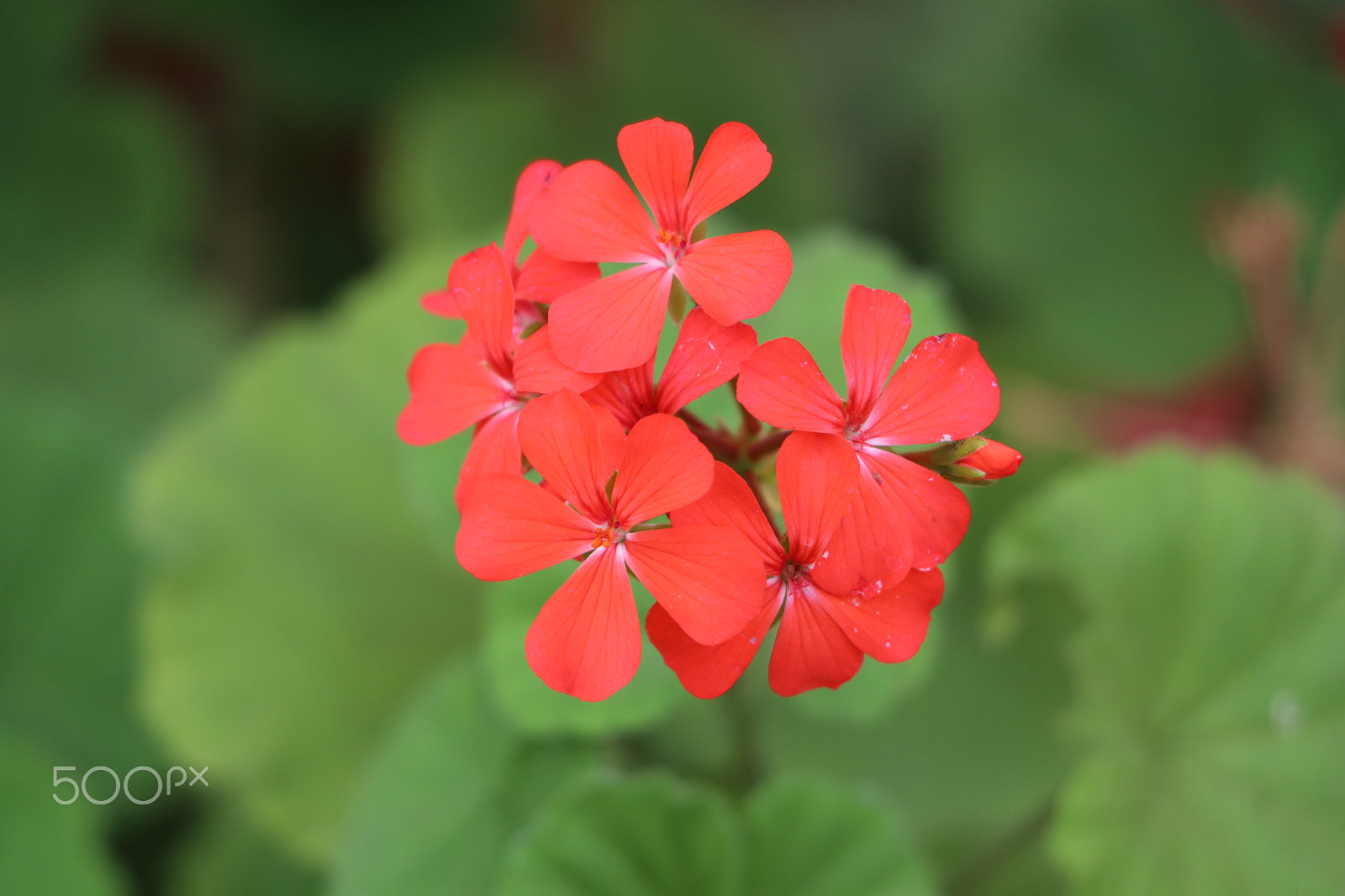 Canon EF-S 18-135mm F3.5-5.6 IS USM sample photo. Red flowers photography