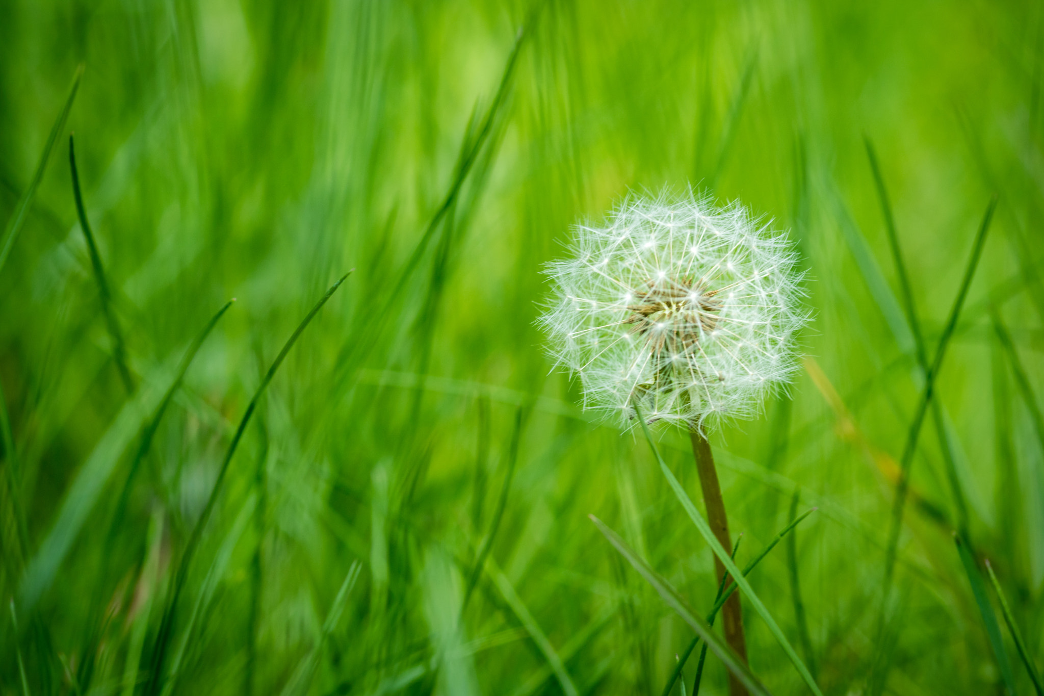 Canon EOS M3 + Canon EF 135mm F2L USM sample photo. C'est le printemps! photography